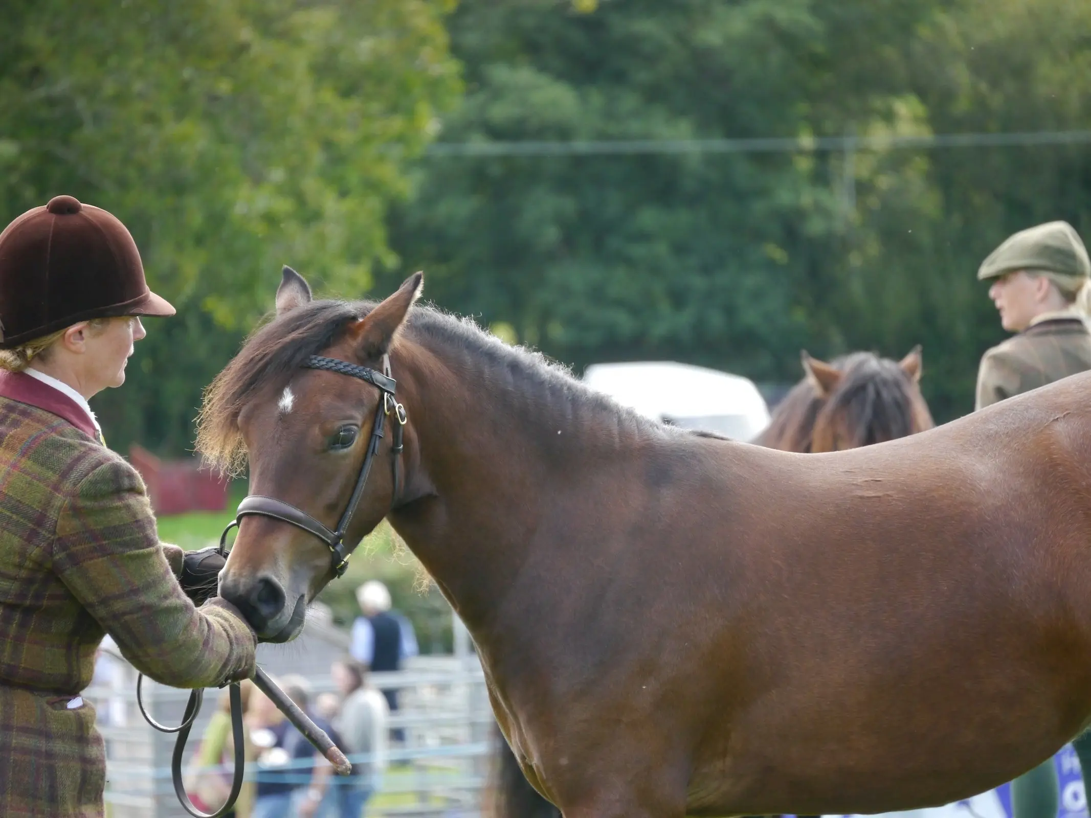 Welsh Pony (Section B)