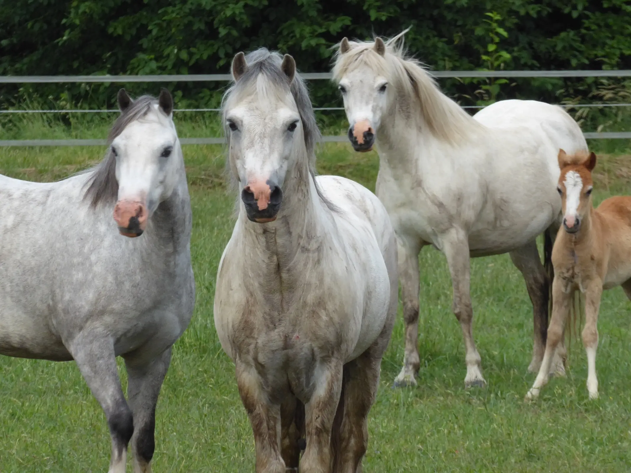 Welsh Pony (Section B)