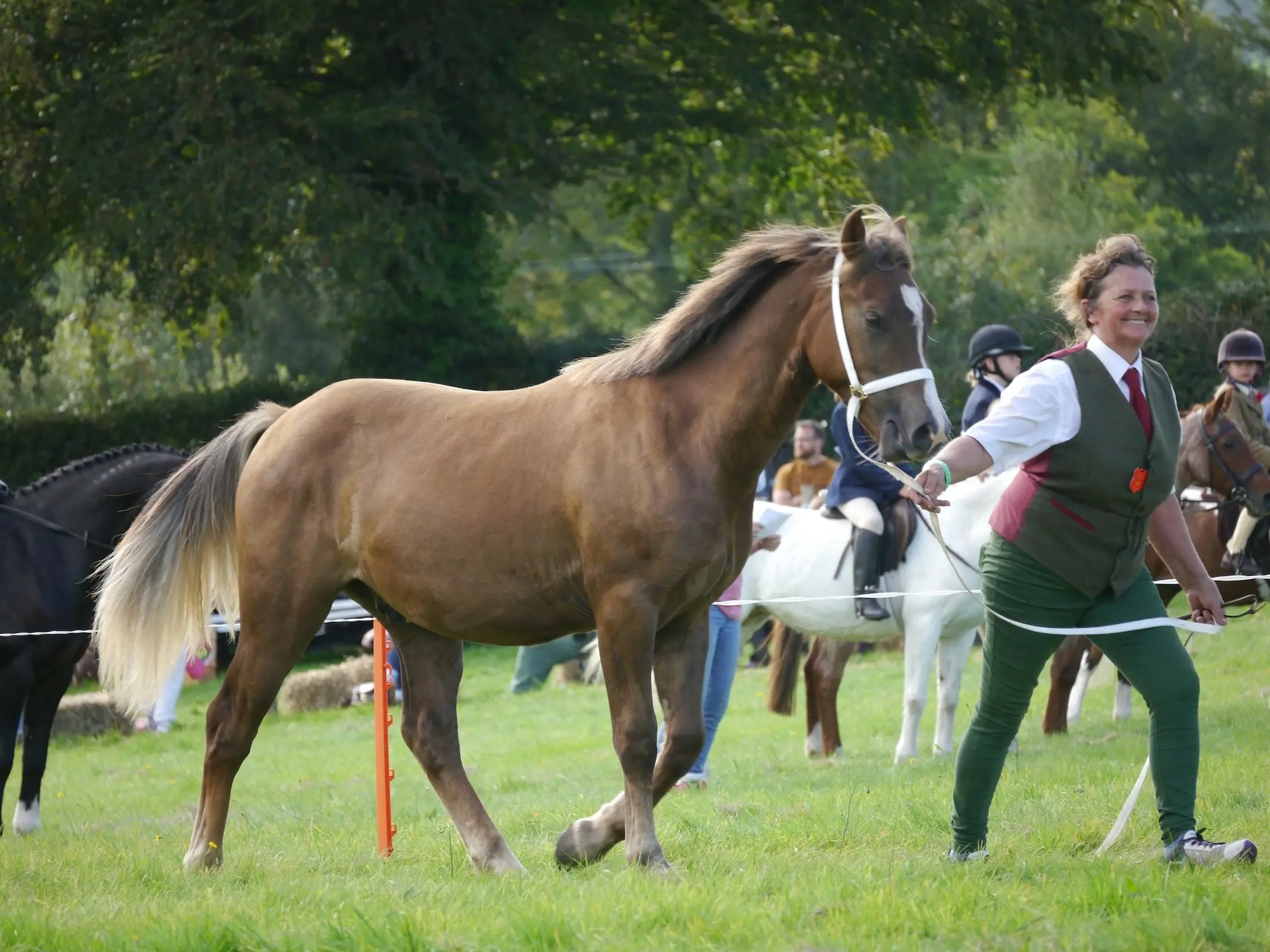 Welsh Pony of Cob Type (Section C)