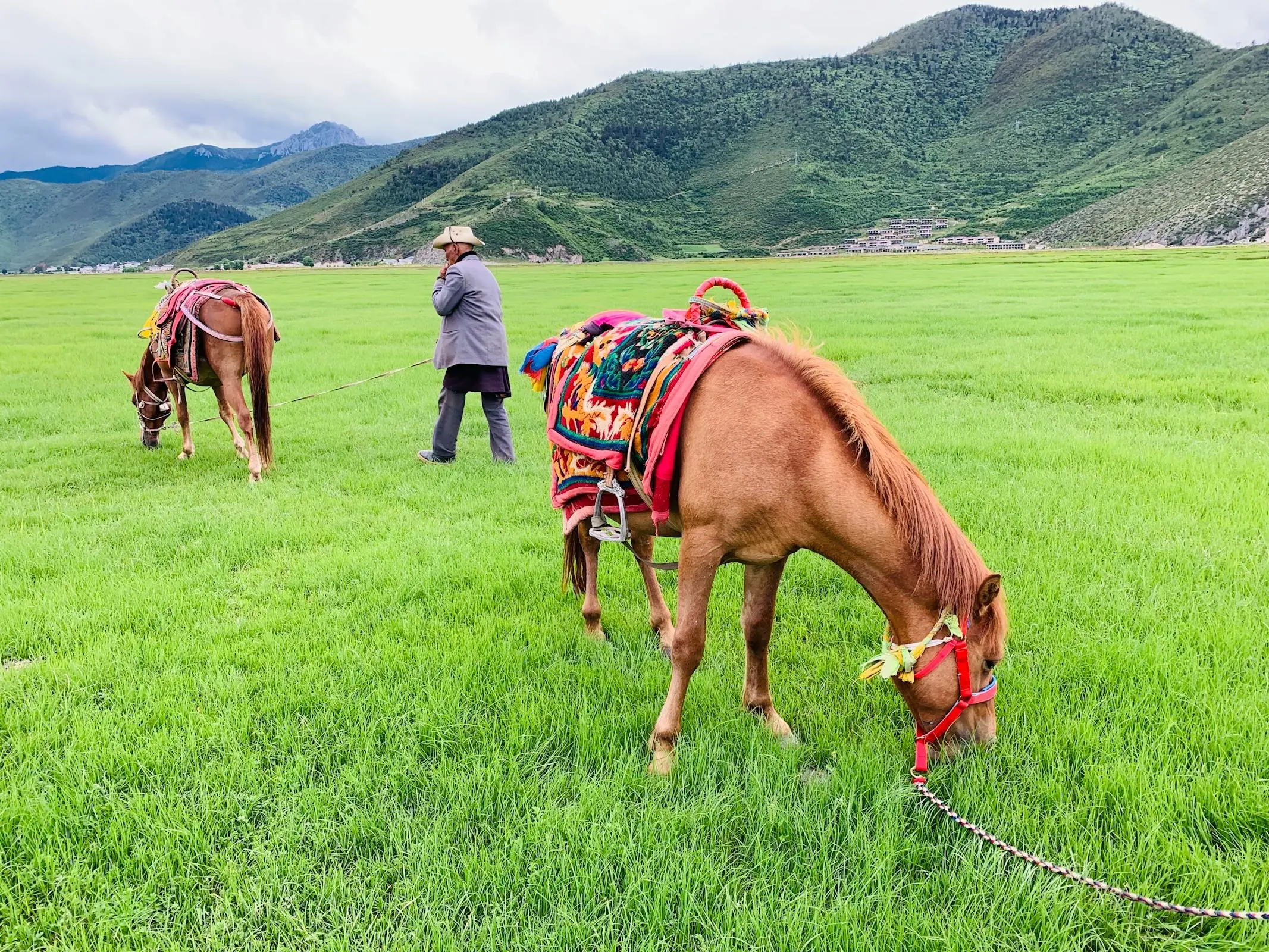 Wenshan Horse