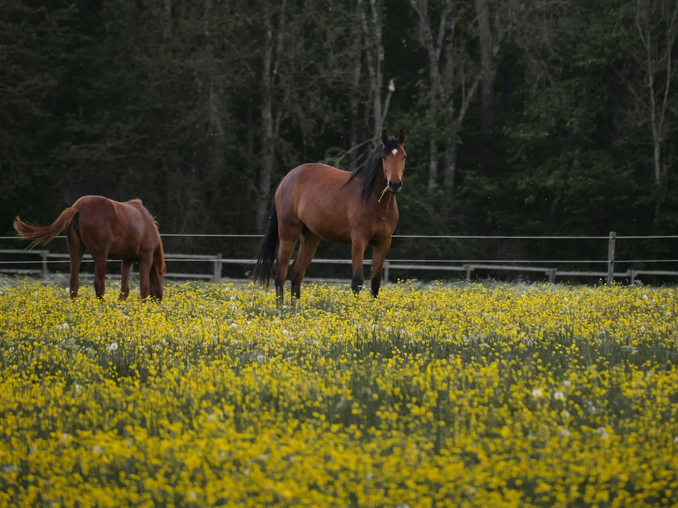 Westfalen Pony