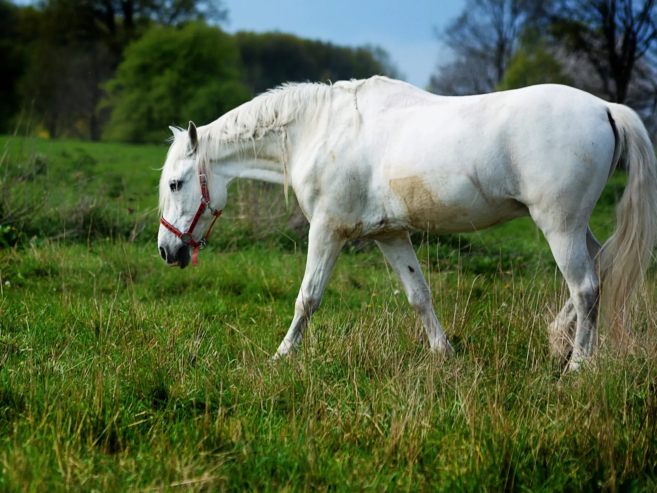 White grey horse