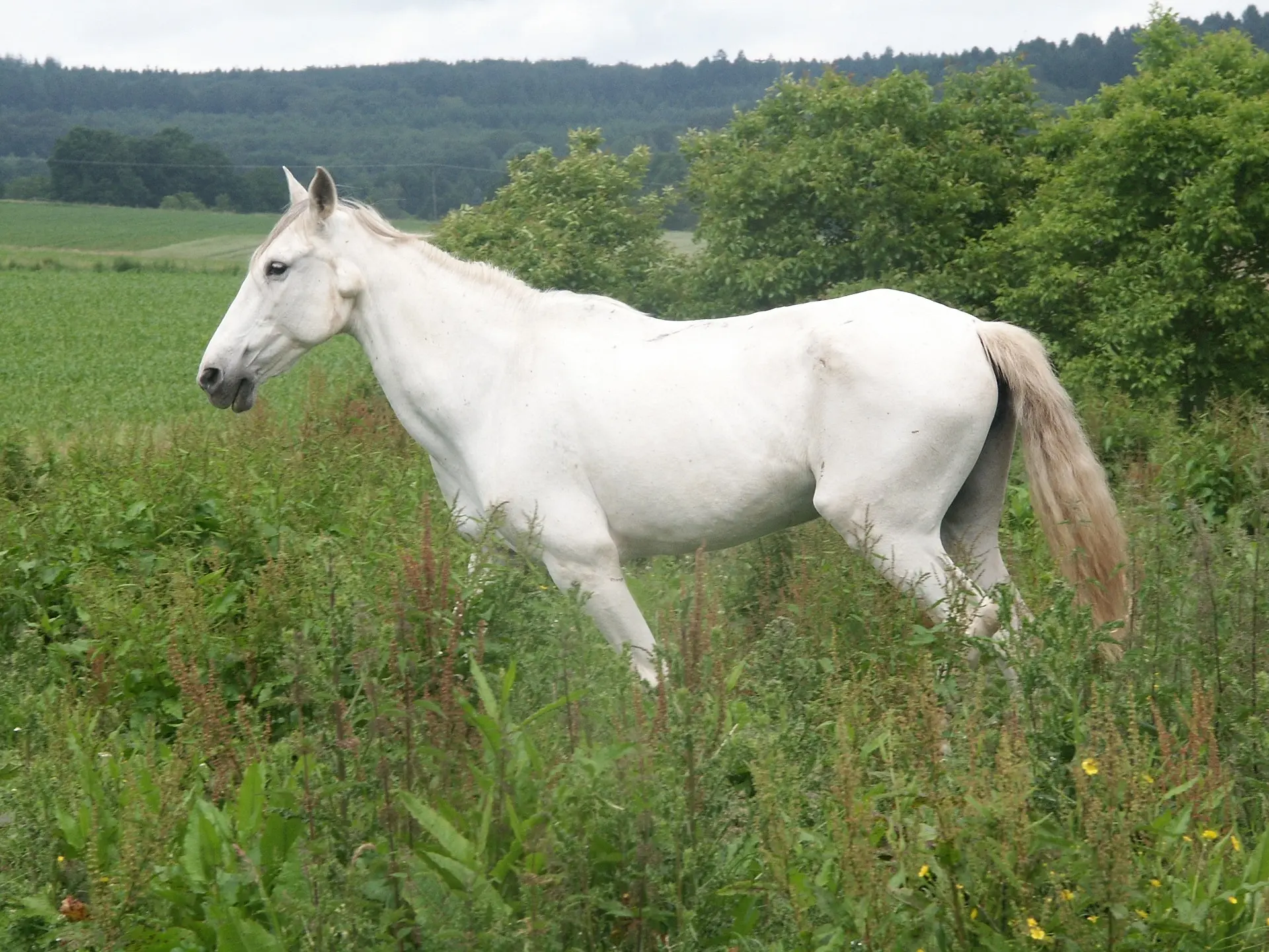 White grey horse