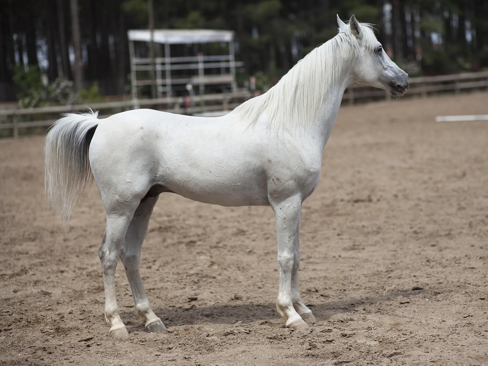 White grey horse