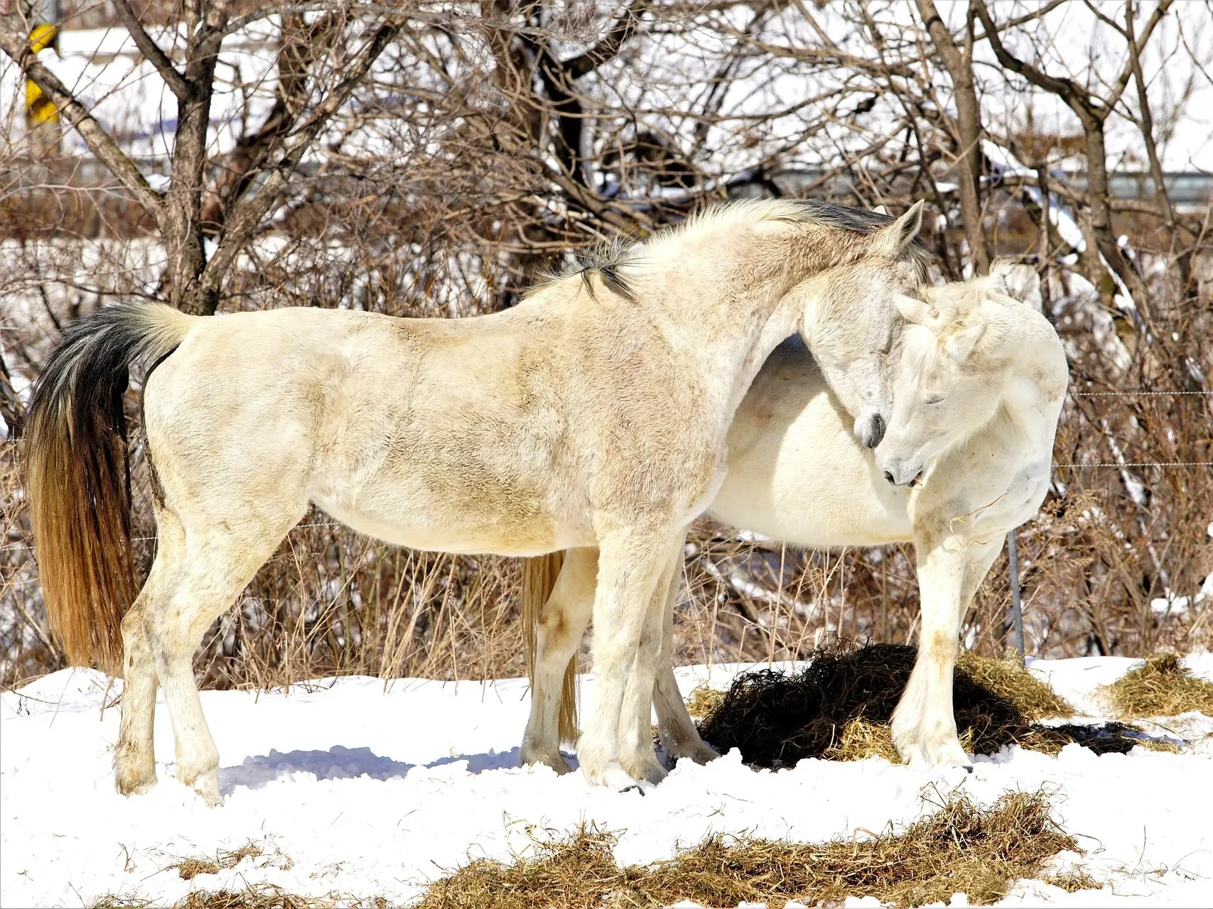 White grey horse