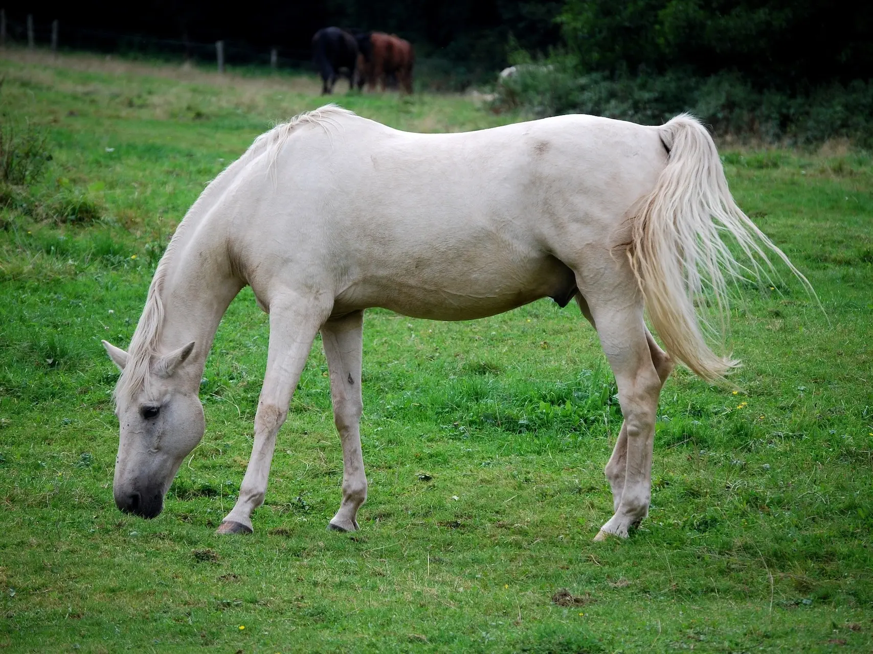 White grey horse