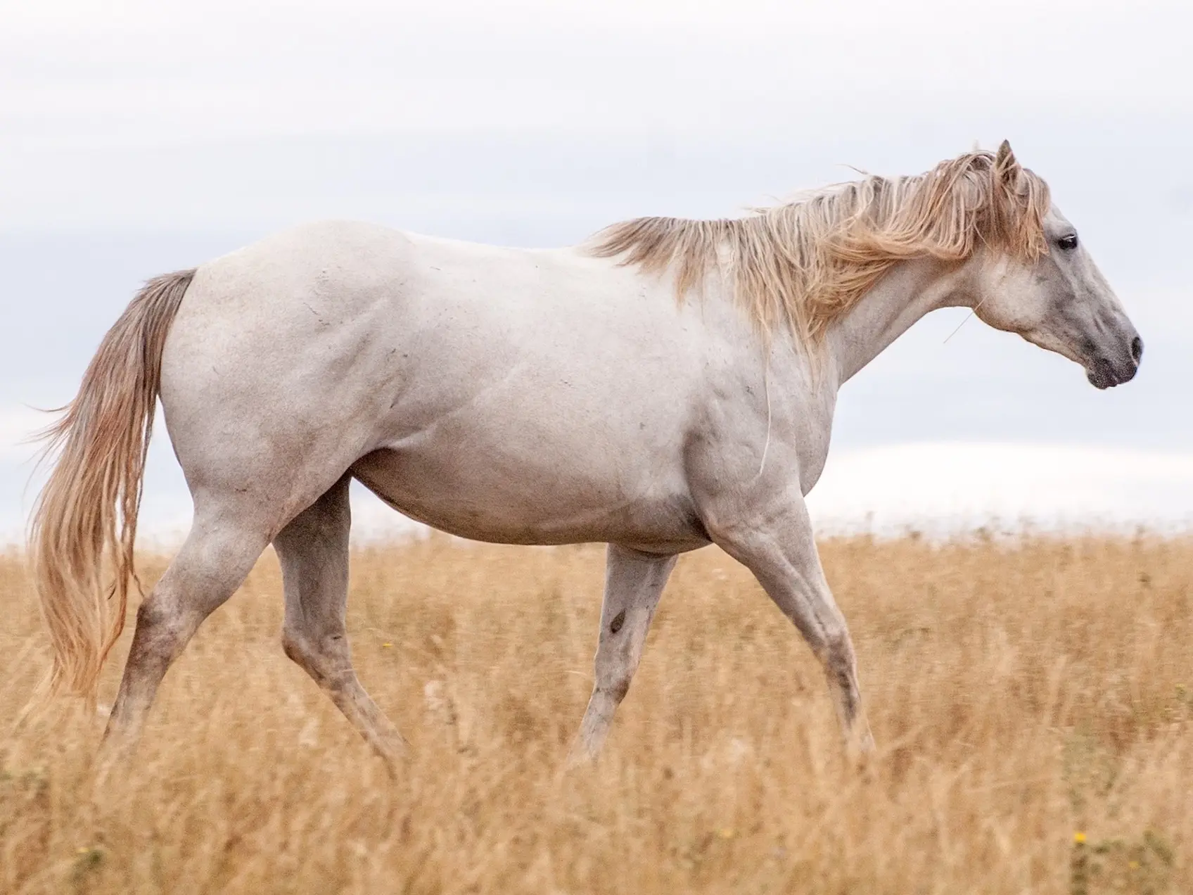 White grey horse