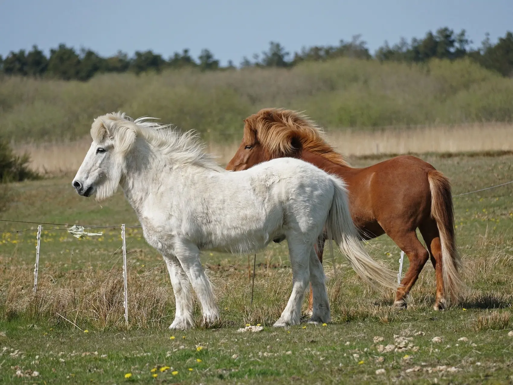 White grey horse