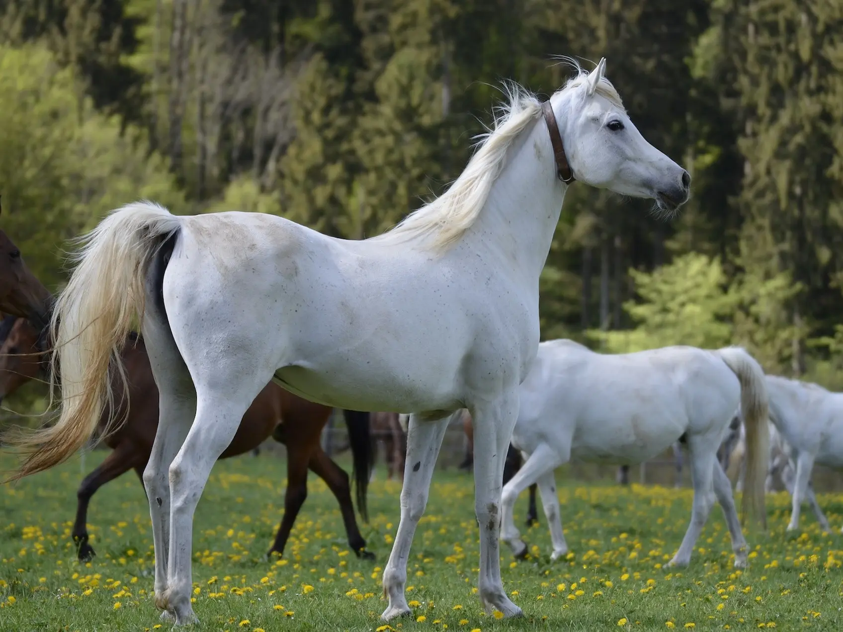 White grey horse