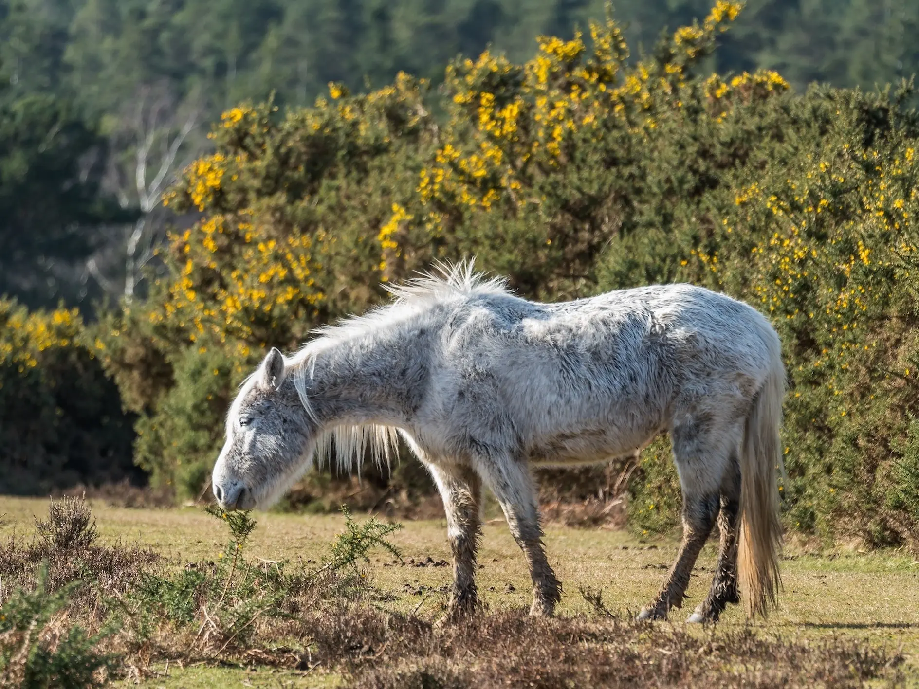 White grey horse