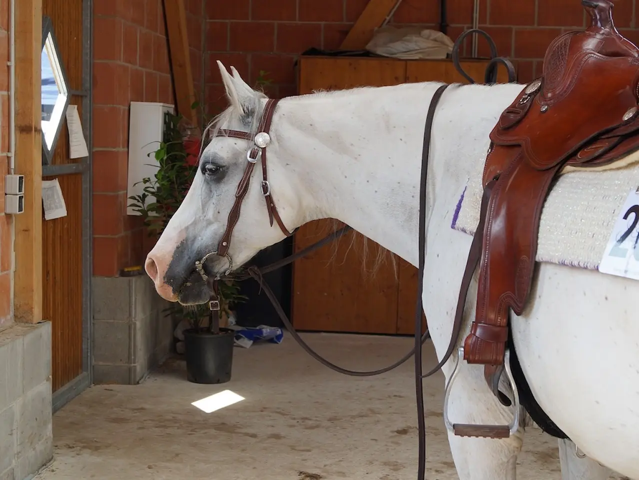 White grey horse