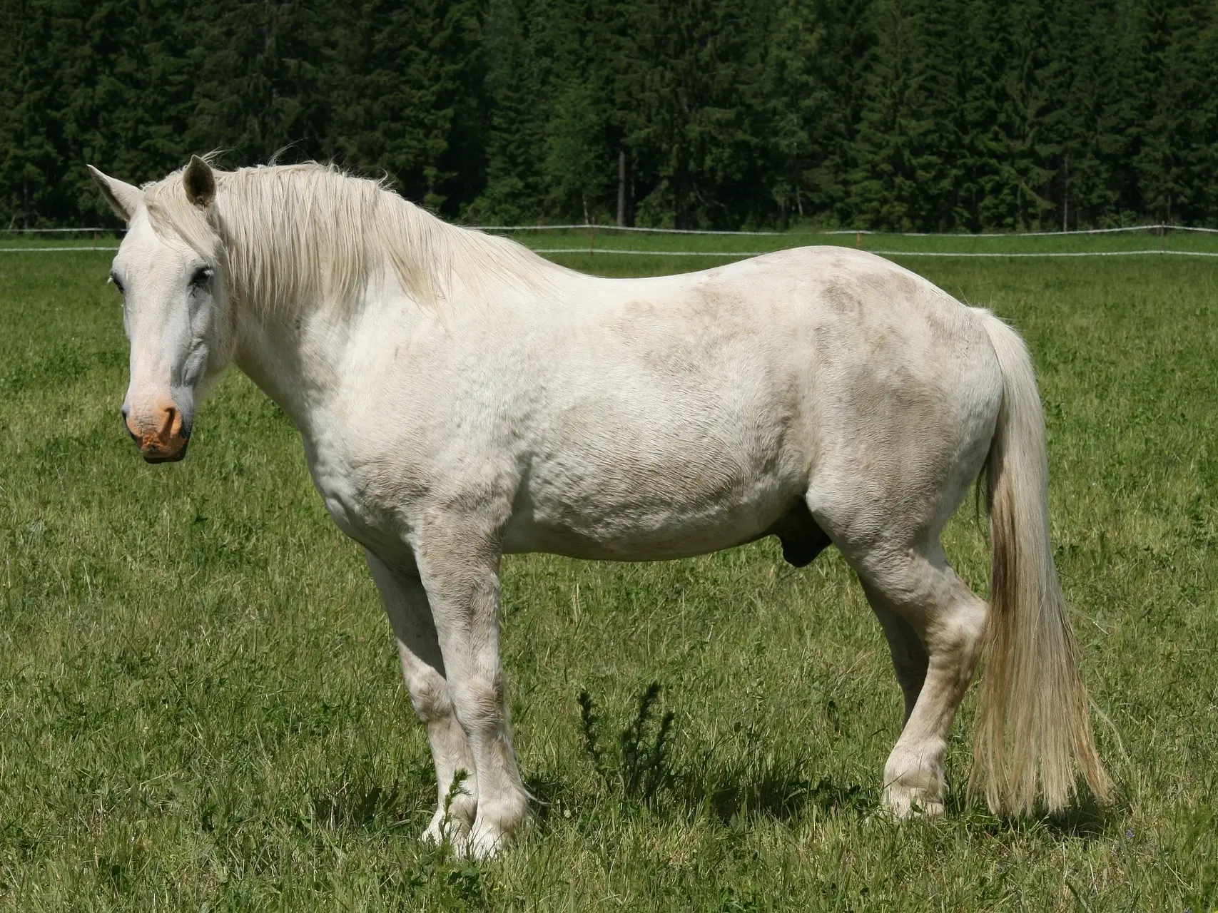 White grey horse