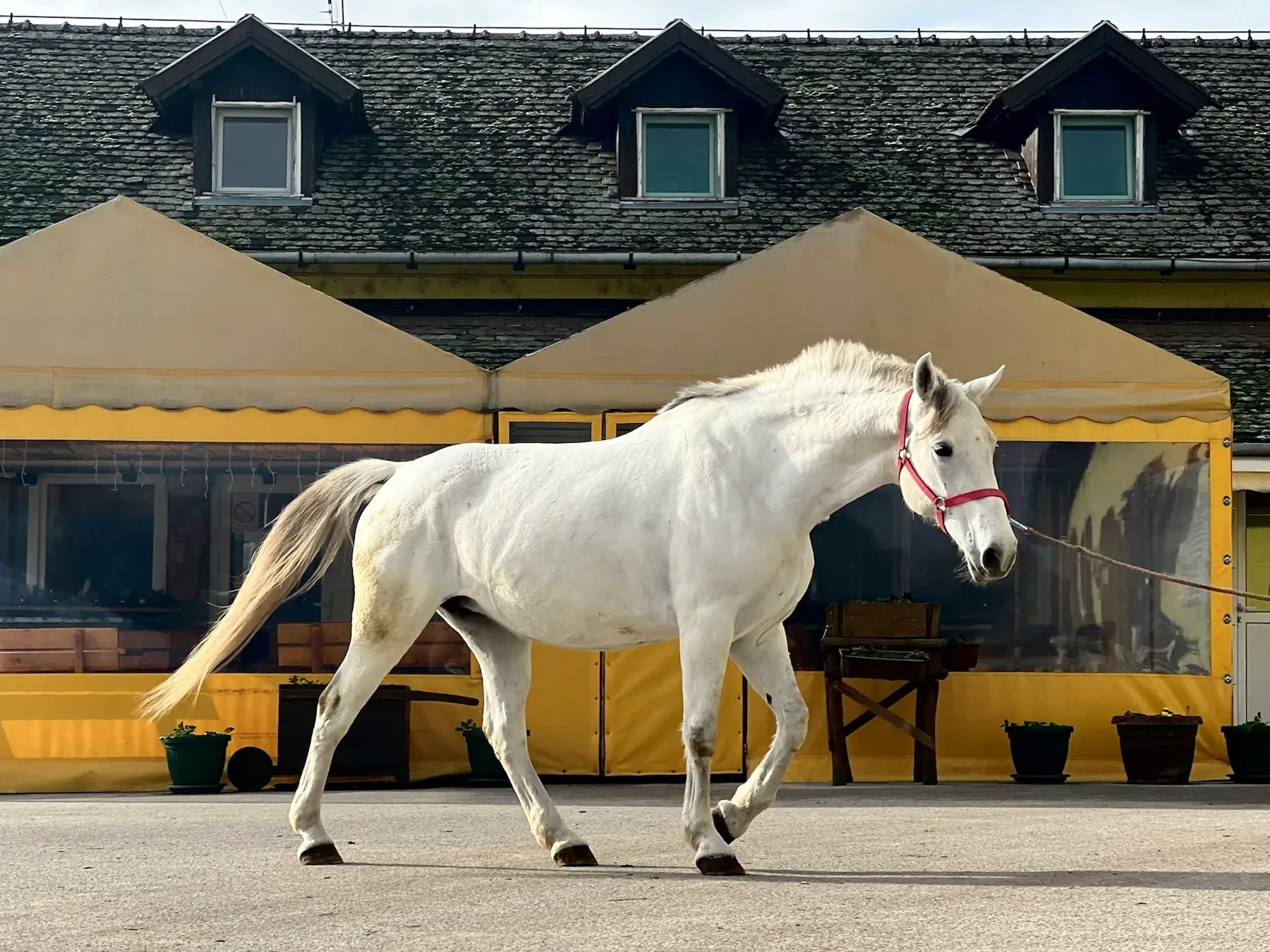 White grey horse