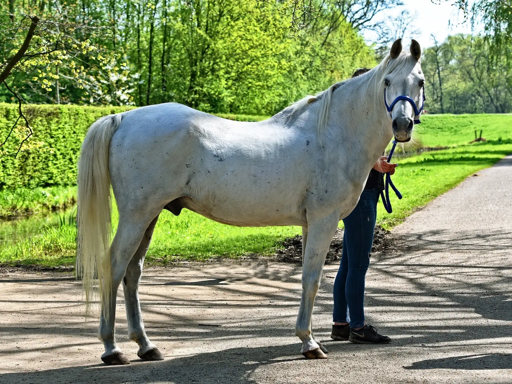 White grey horse