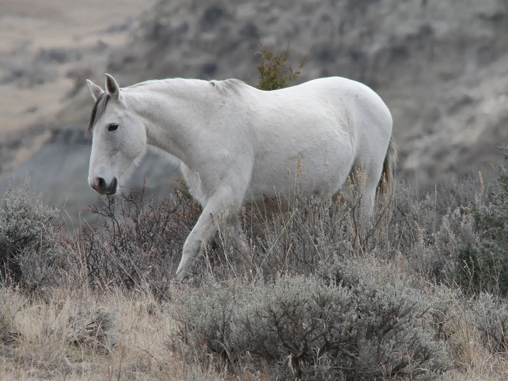 White grey horse