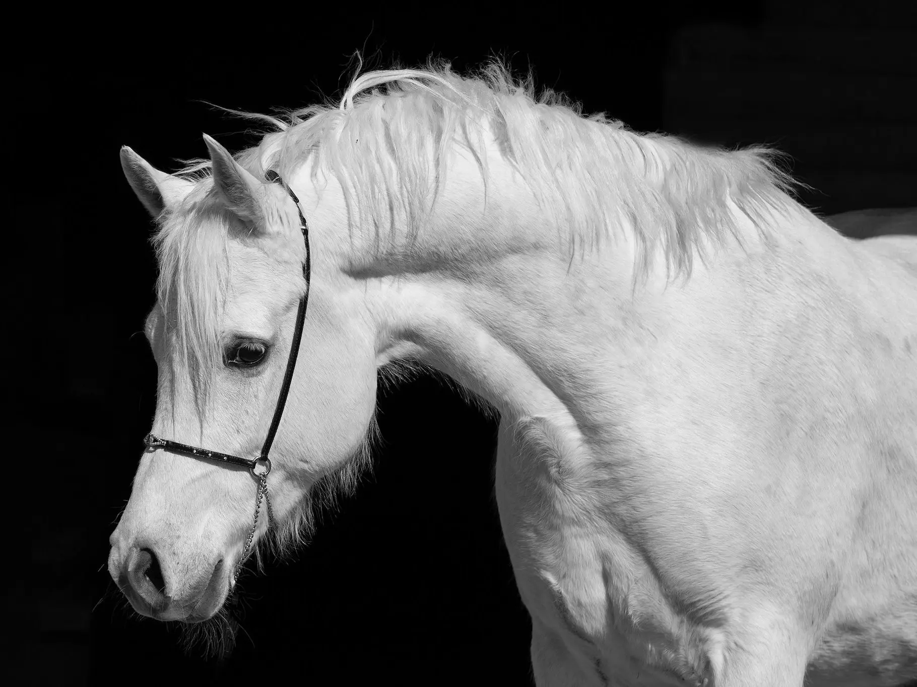 White grey horse