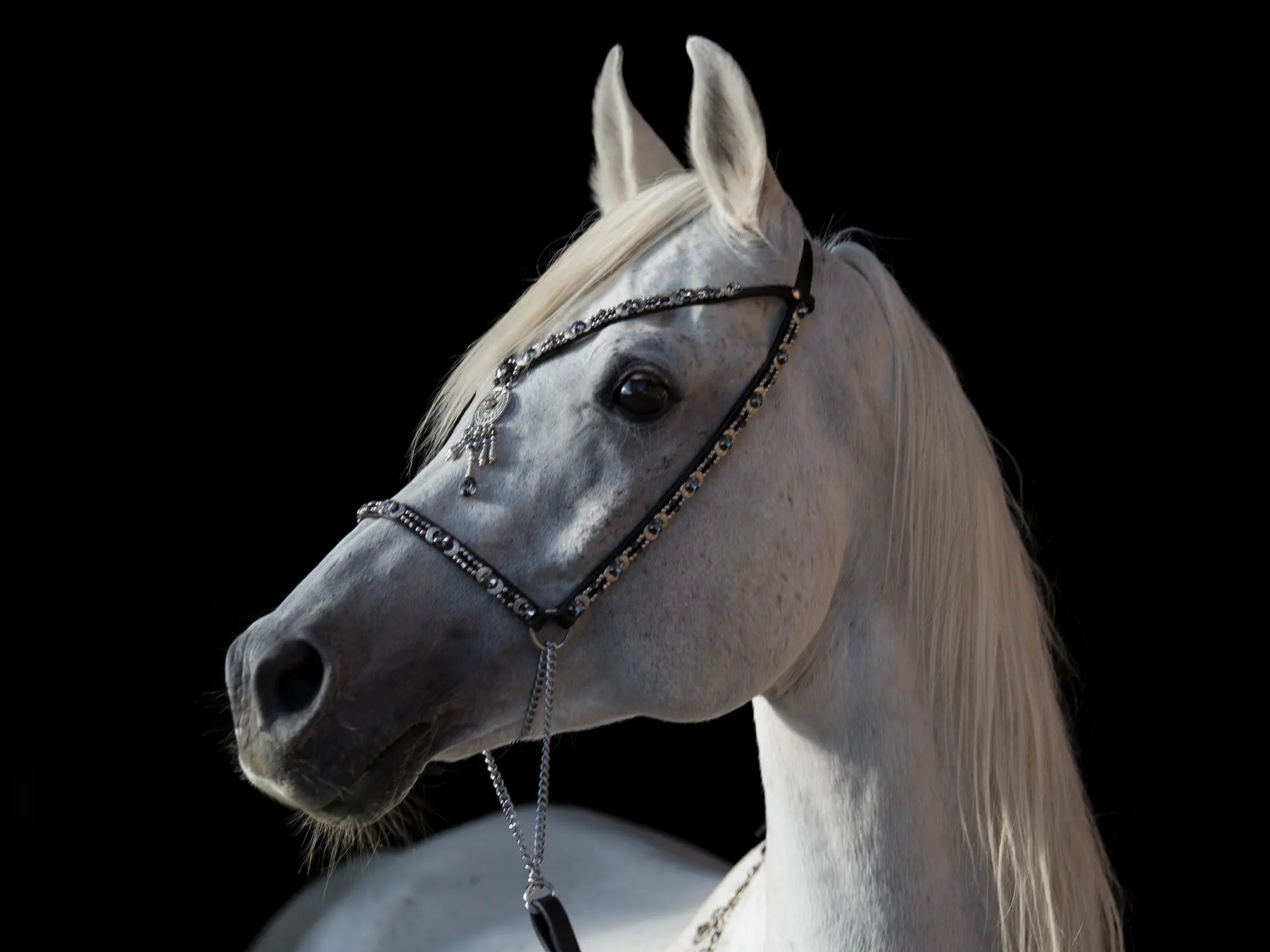 White grey horse