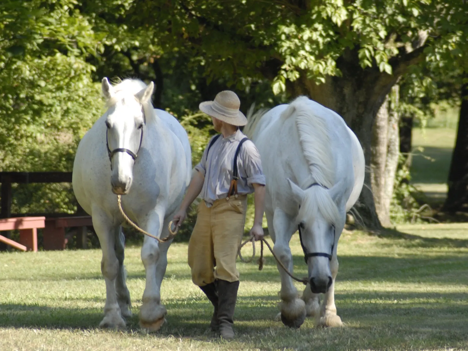 White grey horse