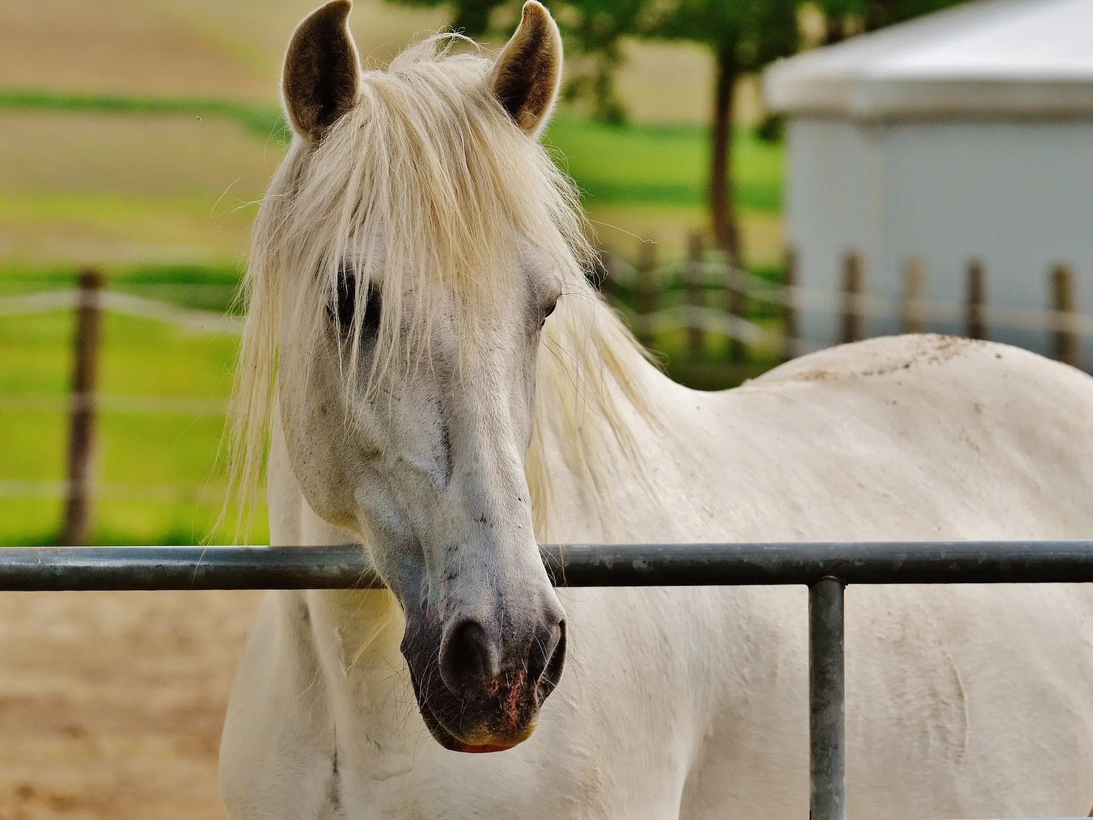 White grey horse