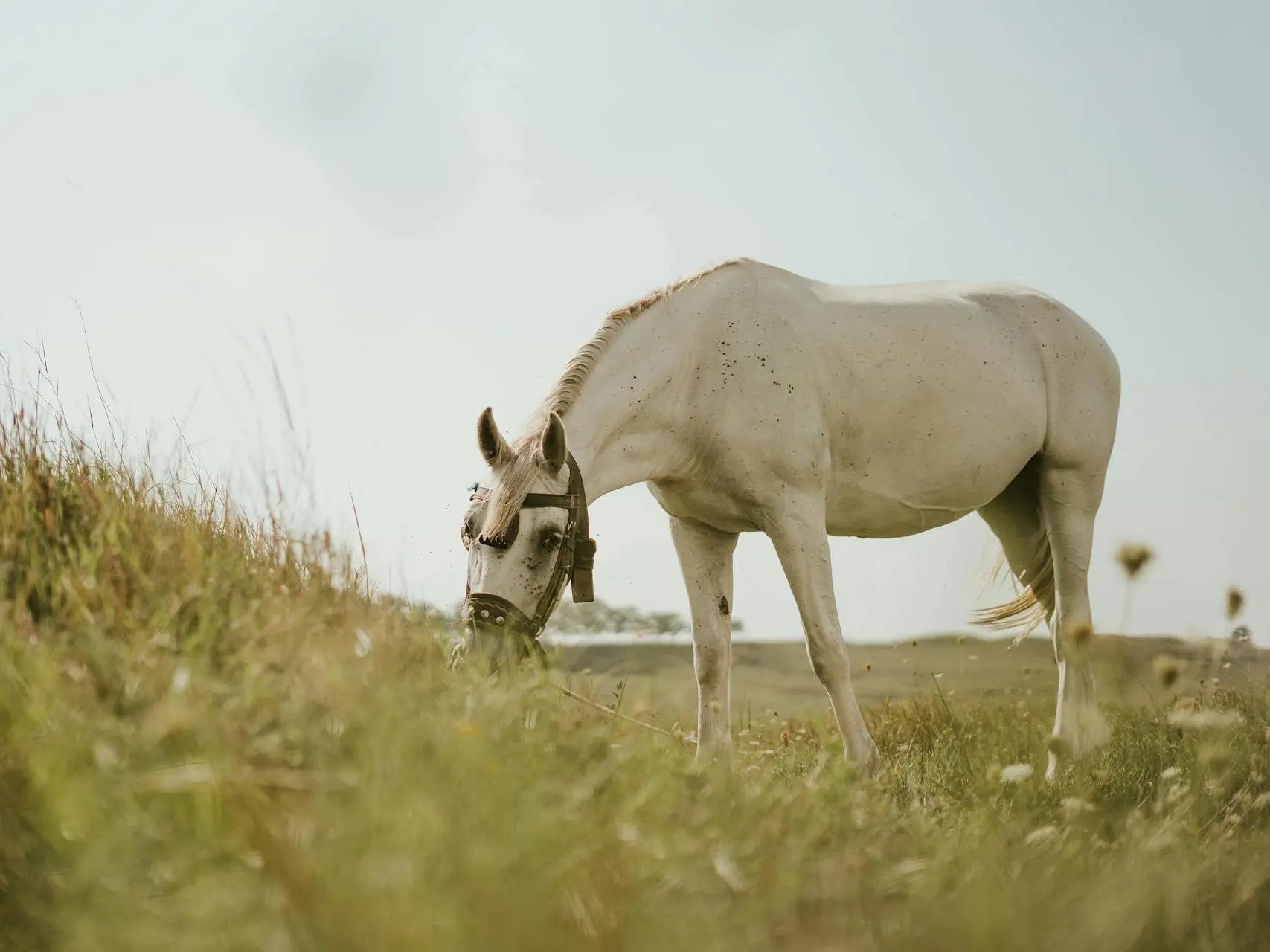 White grey horse