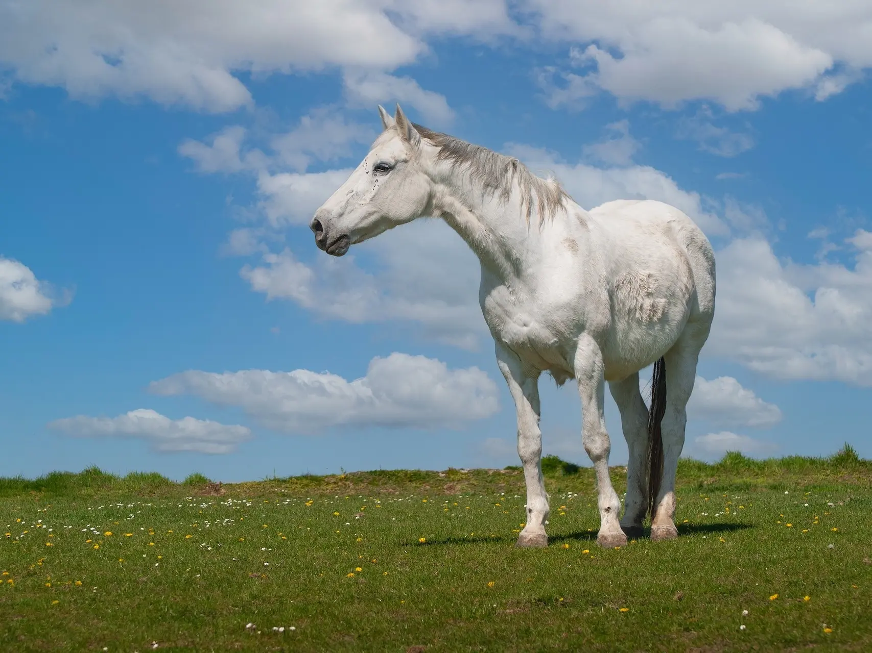 White grey horse