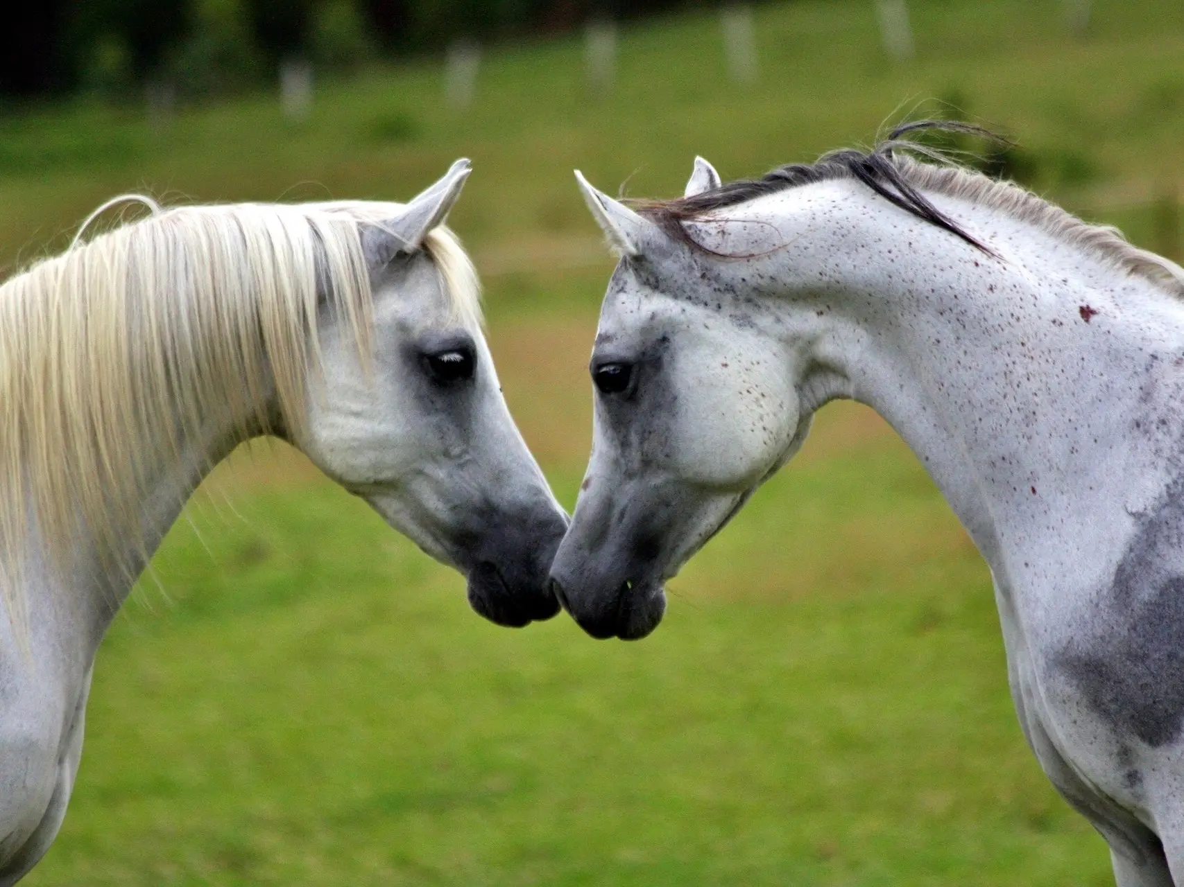 White grey horse