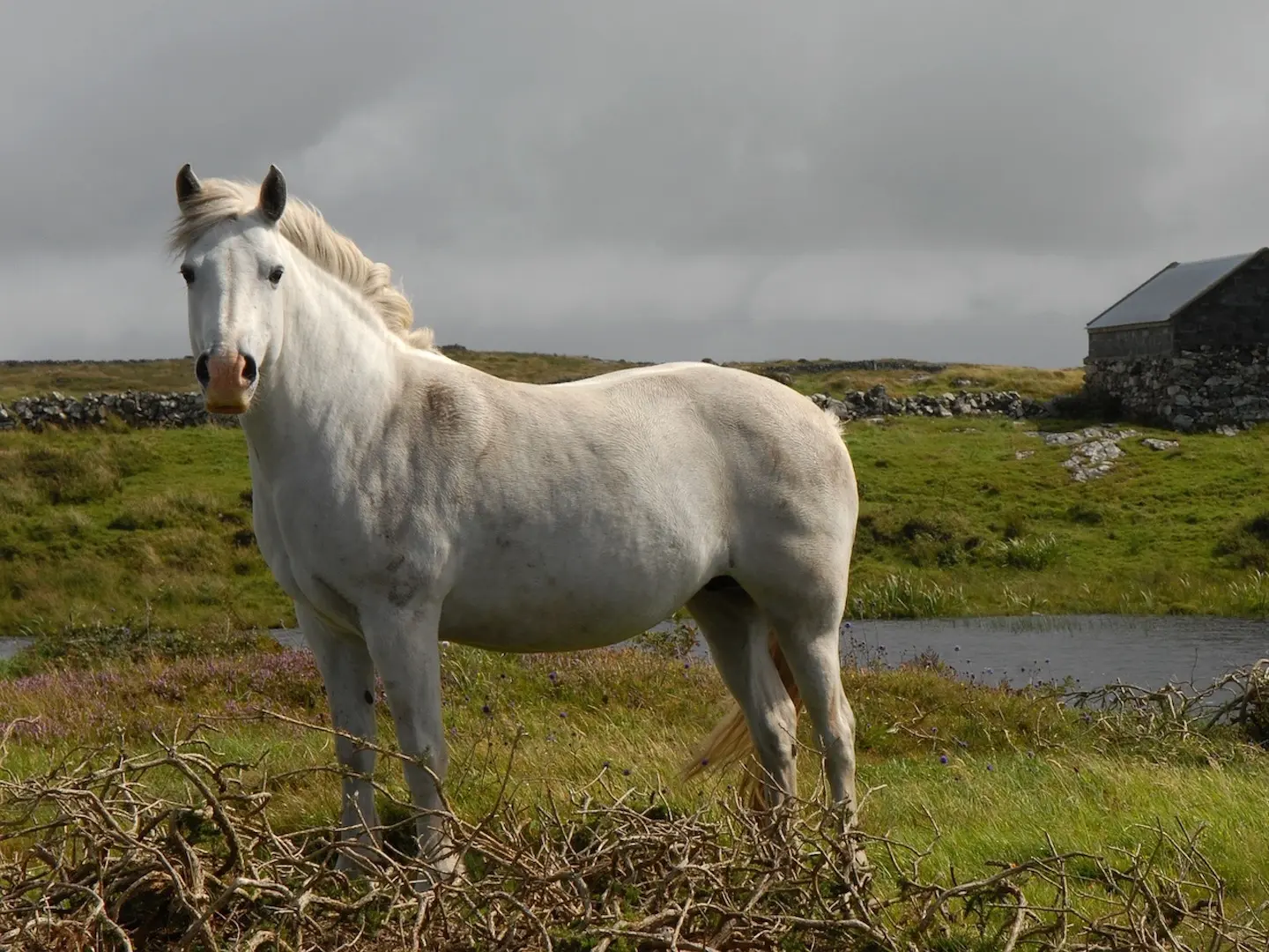 White grey horse