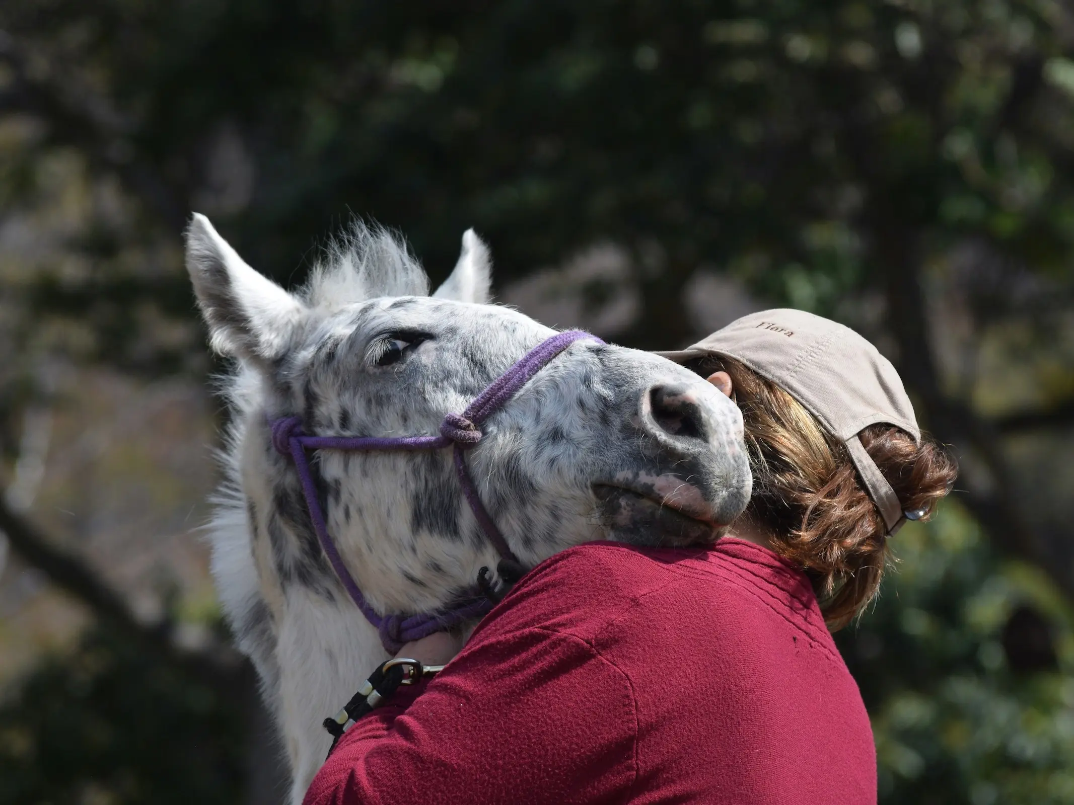 Appaloosa horse with white sclera