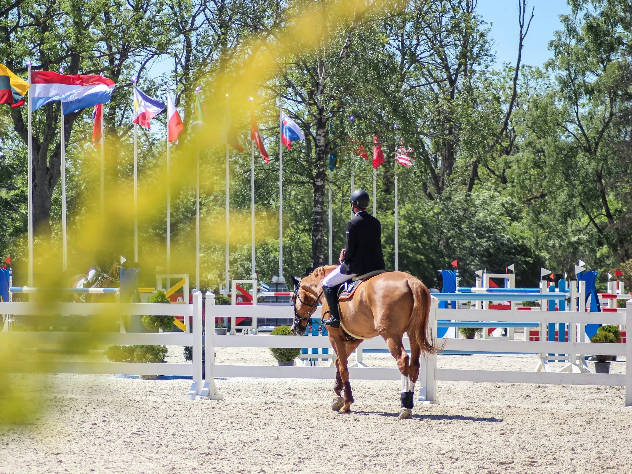 Wielkopolski Horse