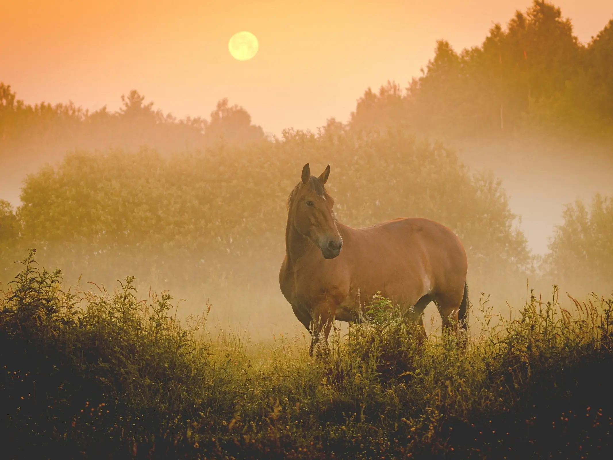 Great Poland Horse