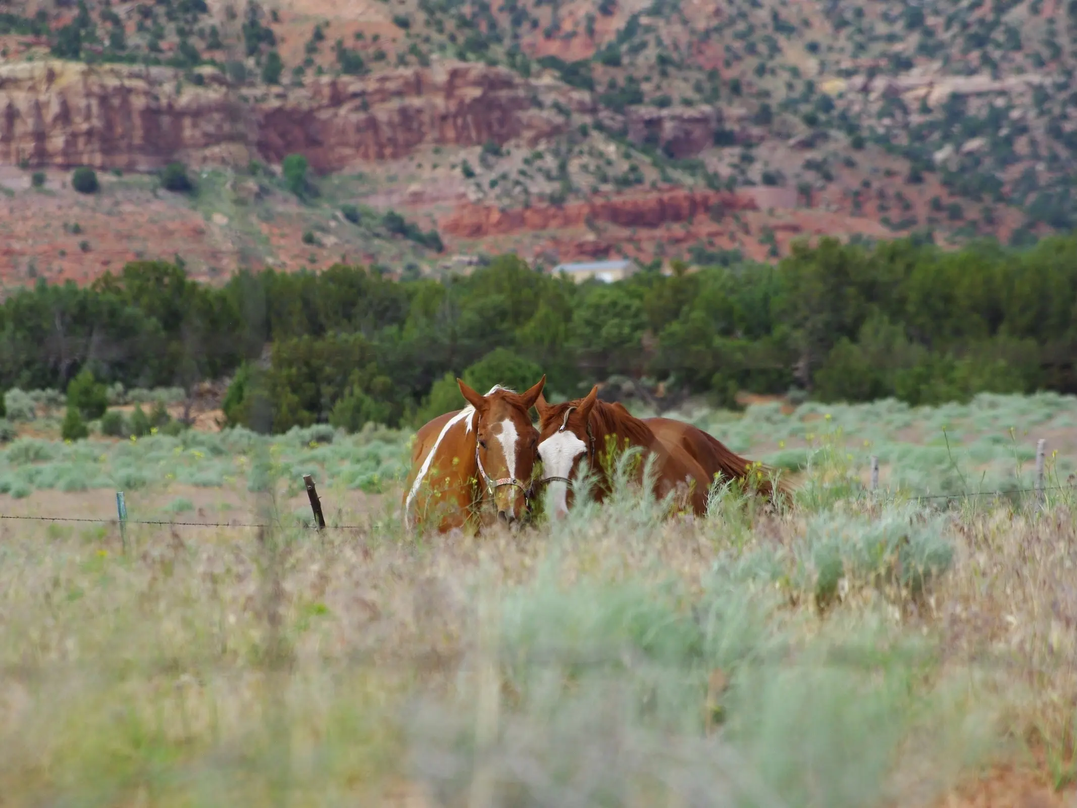 Wilbur Cruce Spanish Misssion Horse