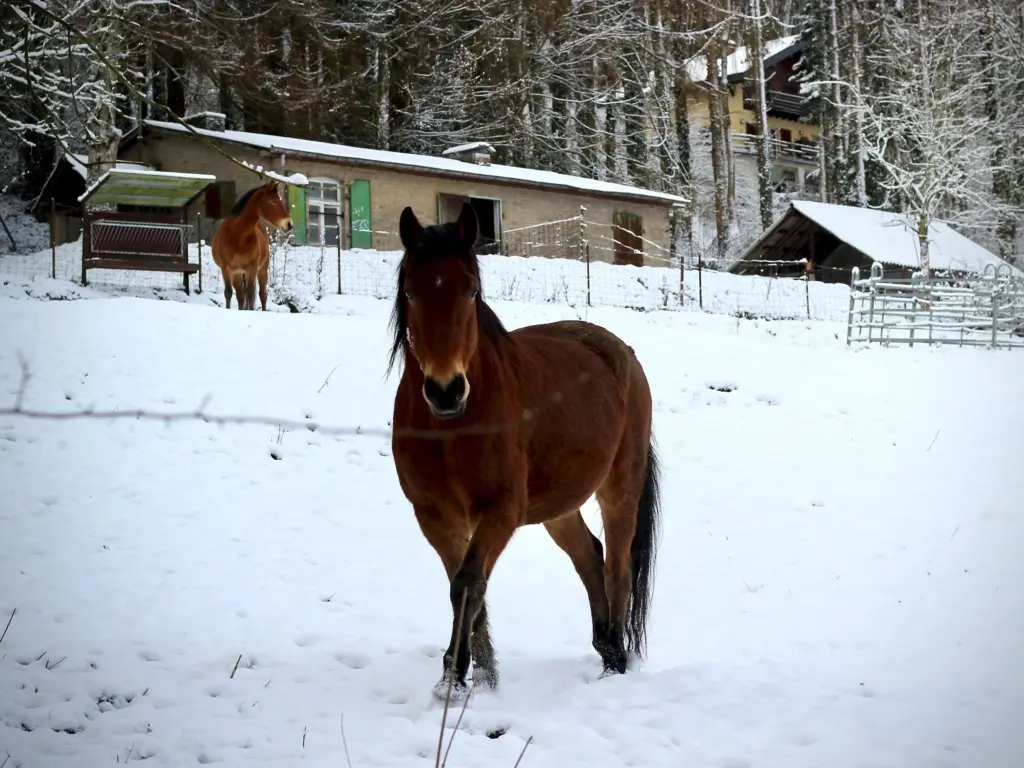 Horse in the snow