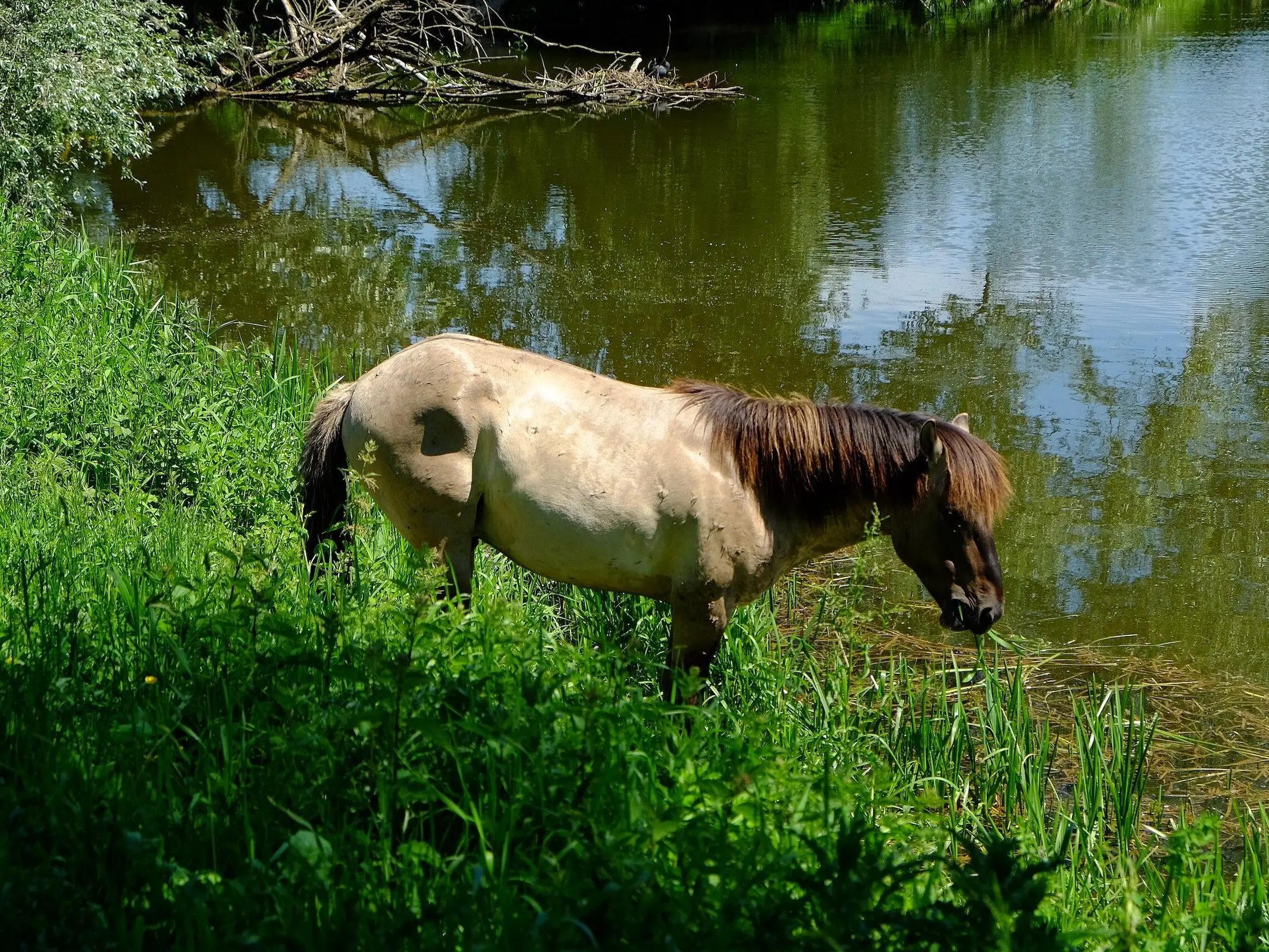 Seal dun horse