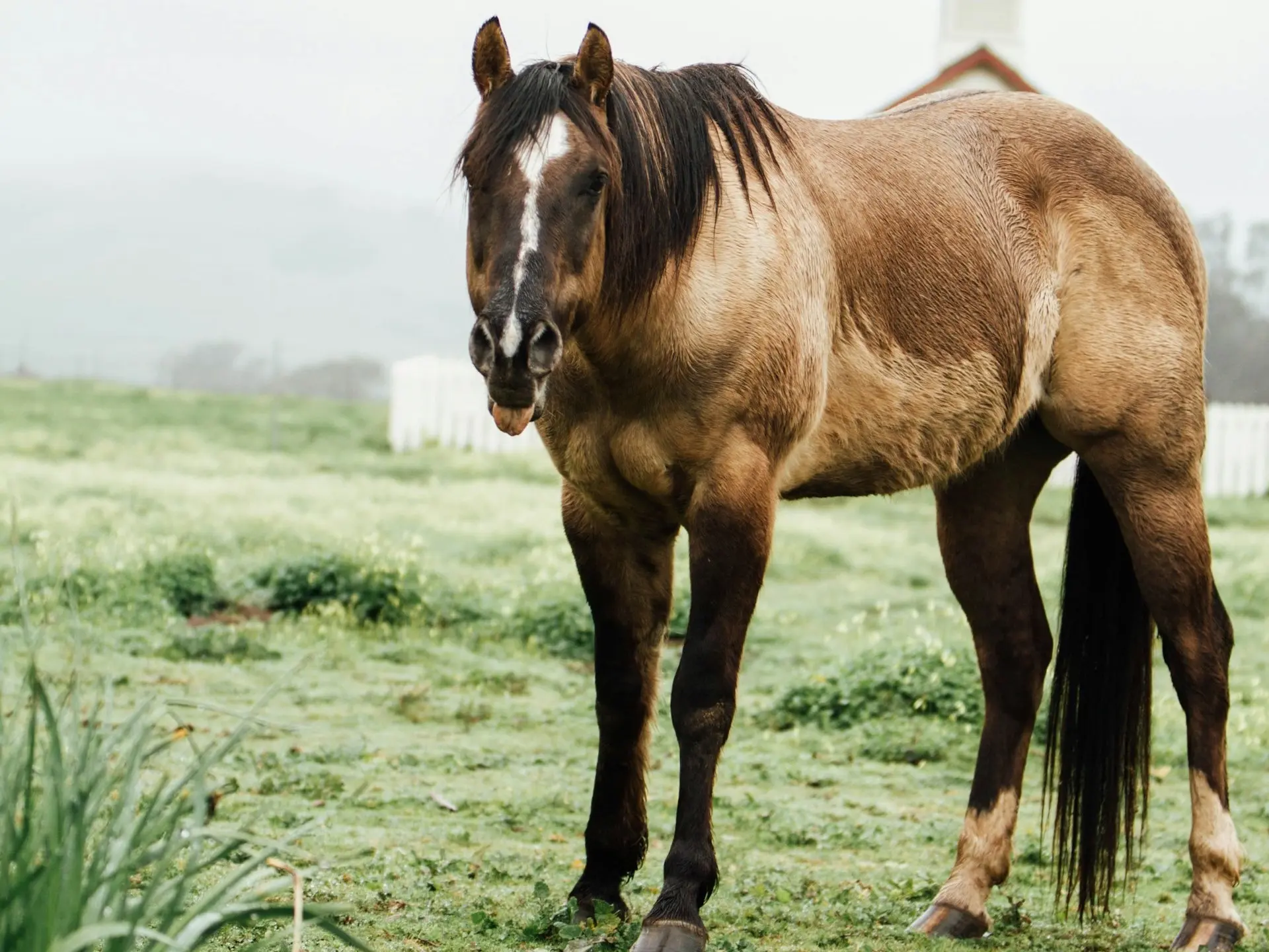 Seal dun horse