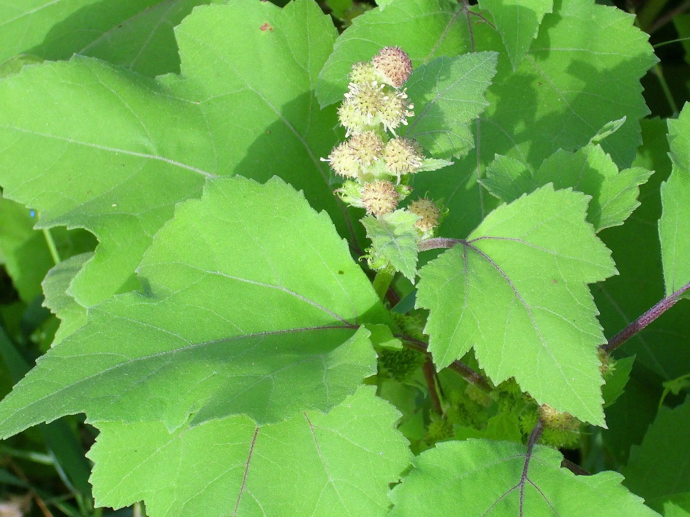 Common Cocklebur