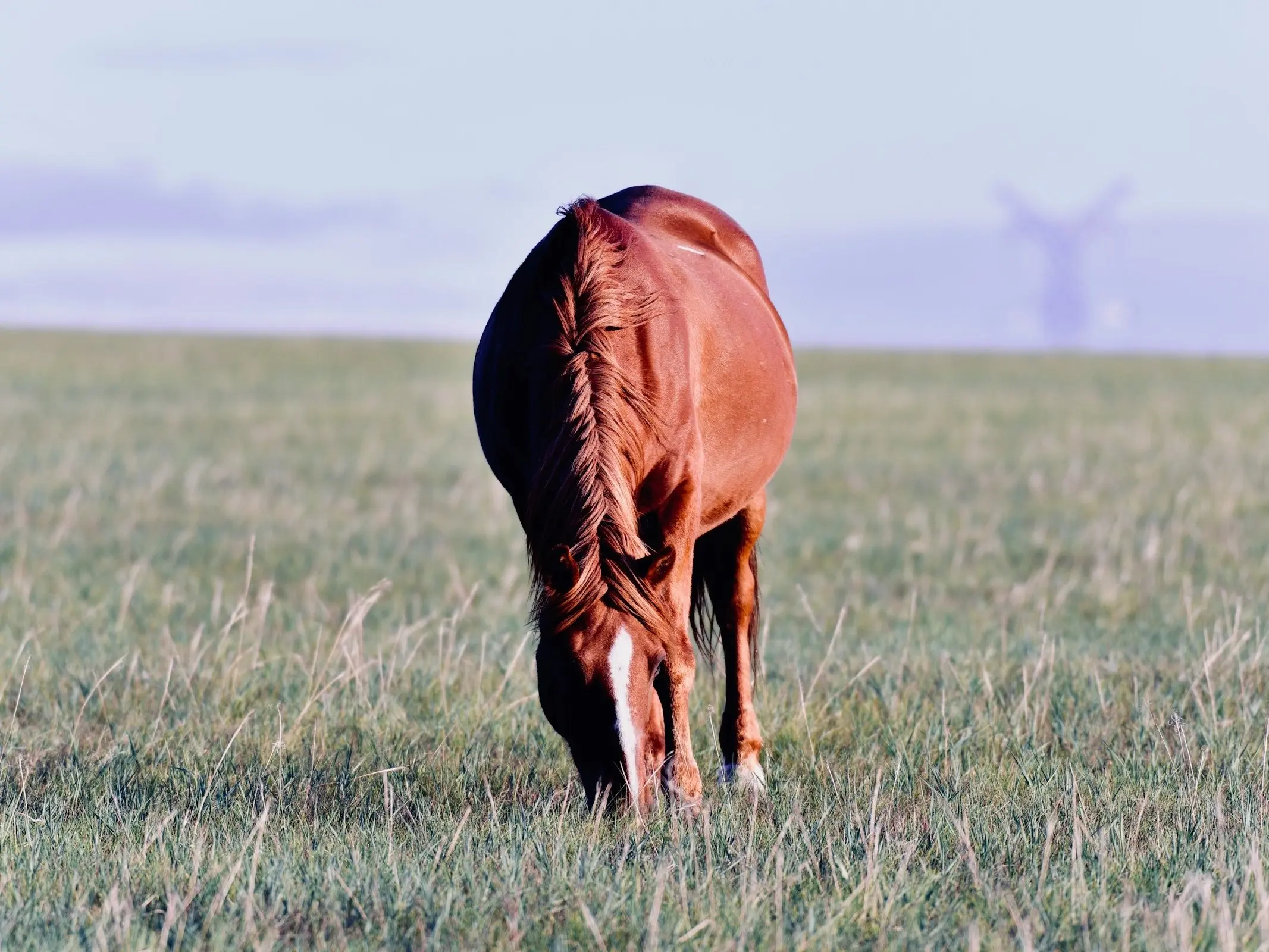 Xilingol Horse