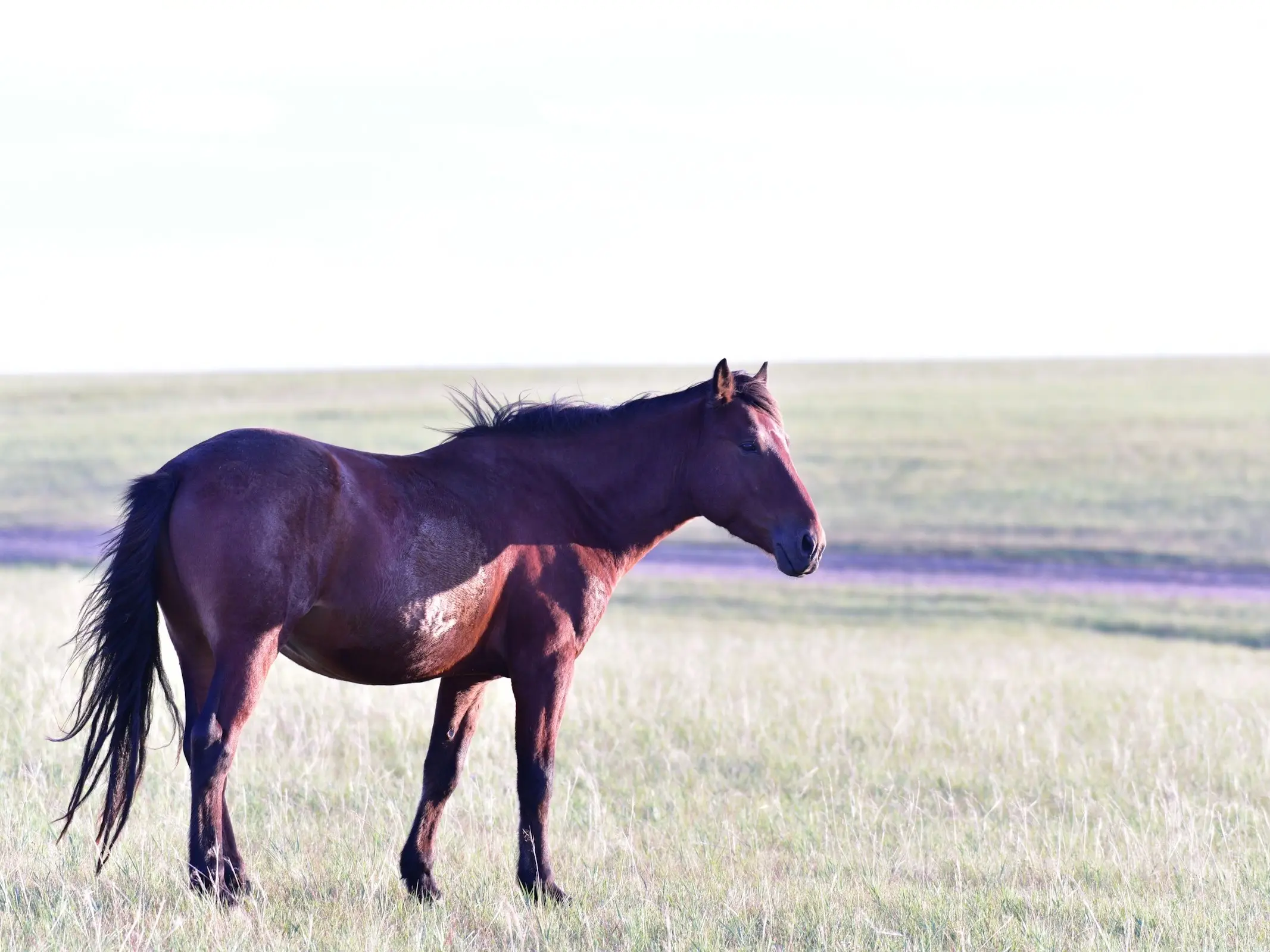 Xilingol Horse