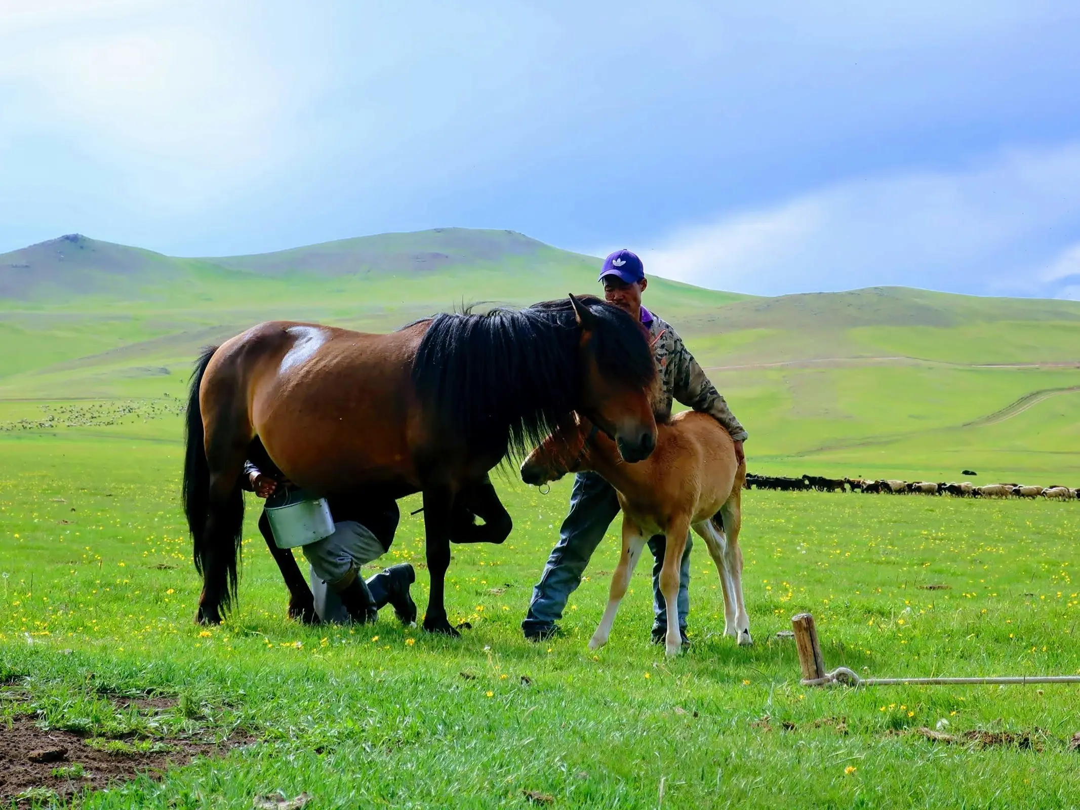 Xilingol Horse