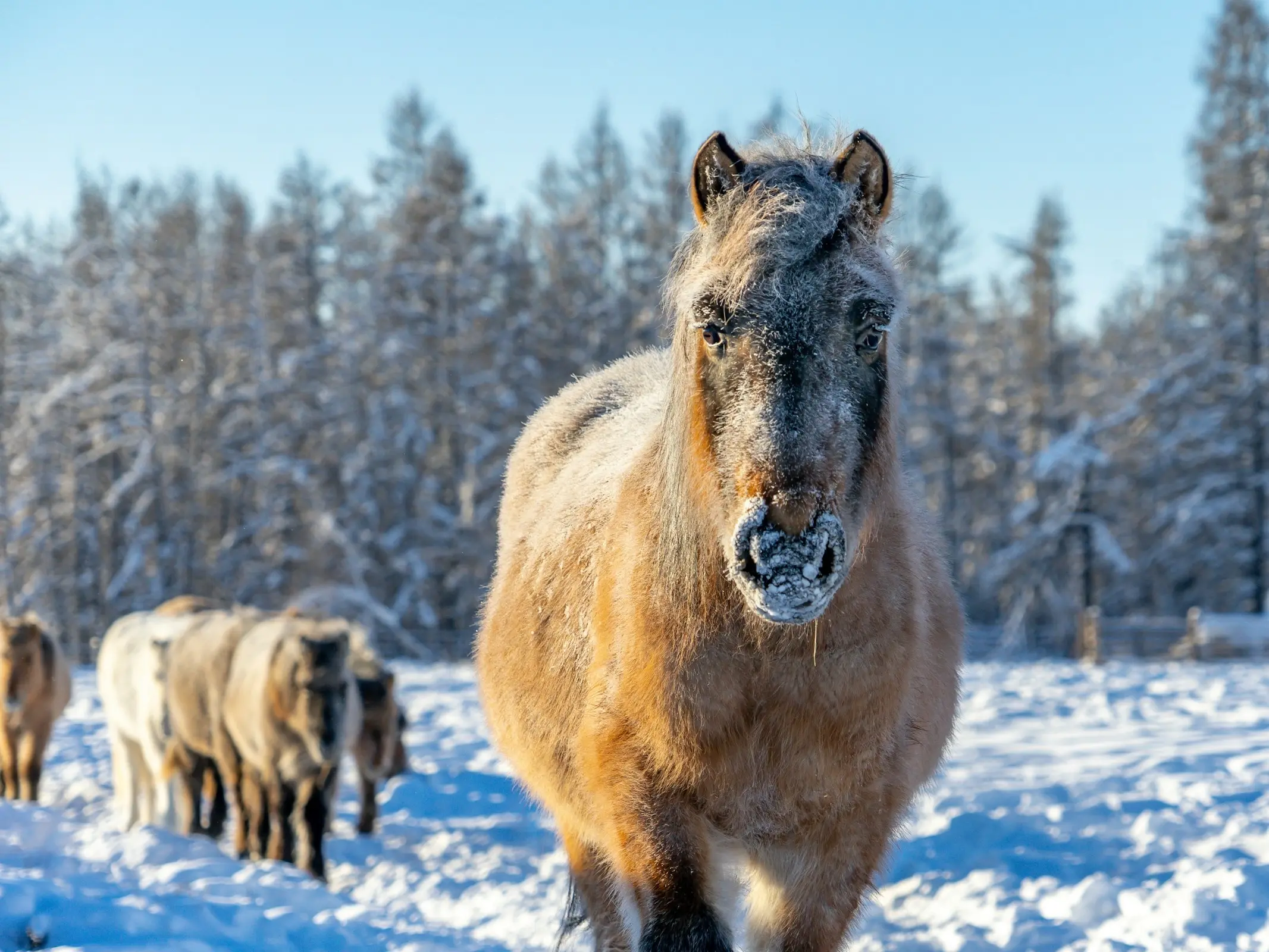 Yakut Horse