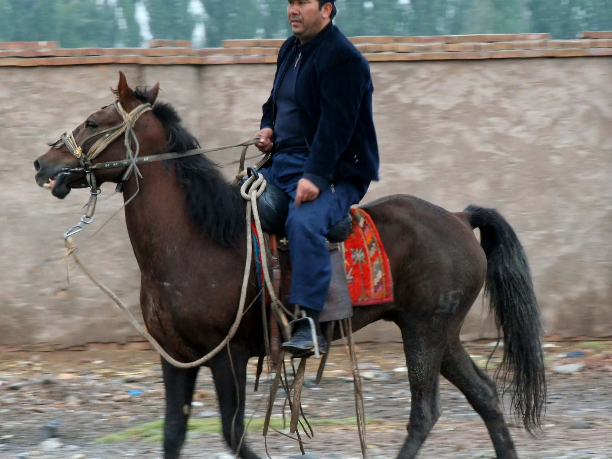 Yanqi Horse