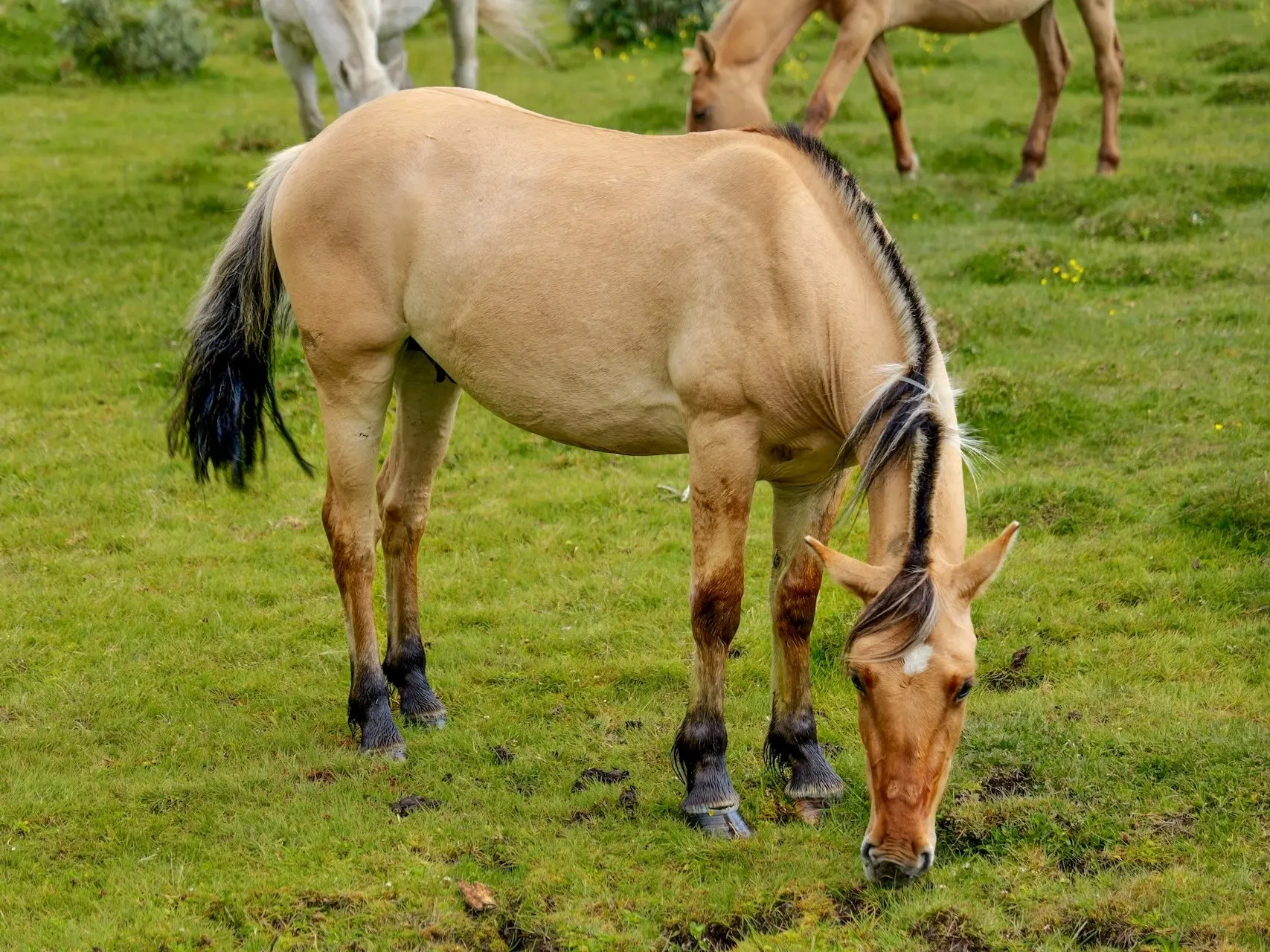 Yellow dun horse