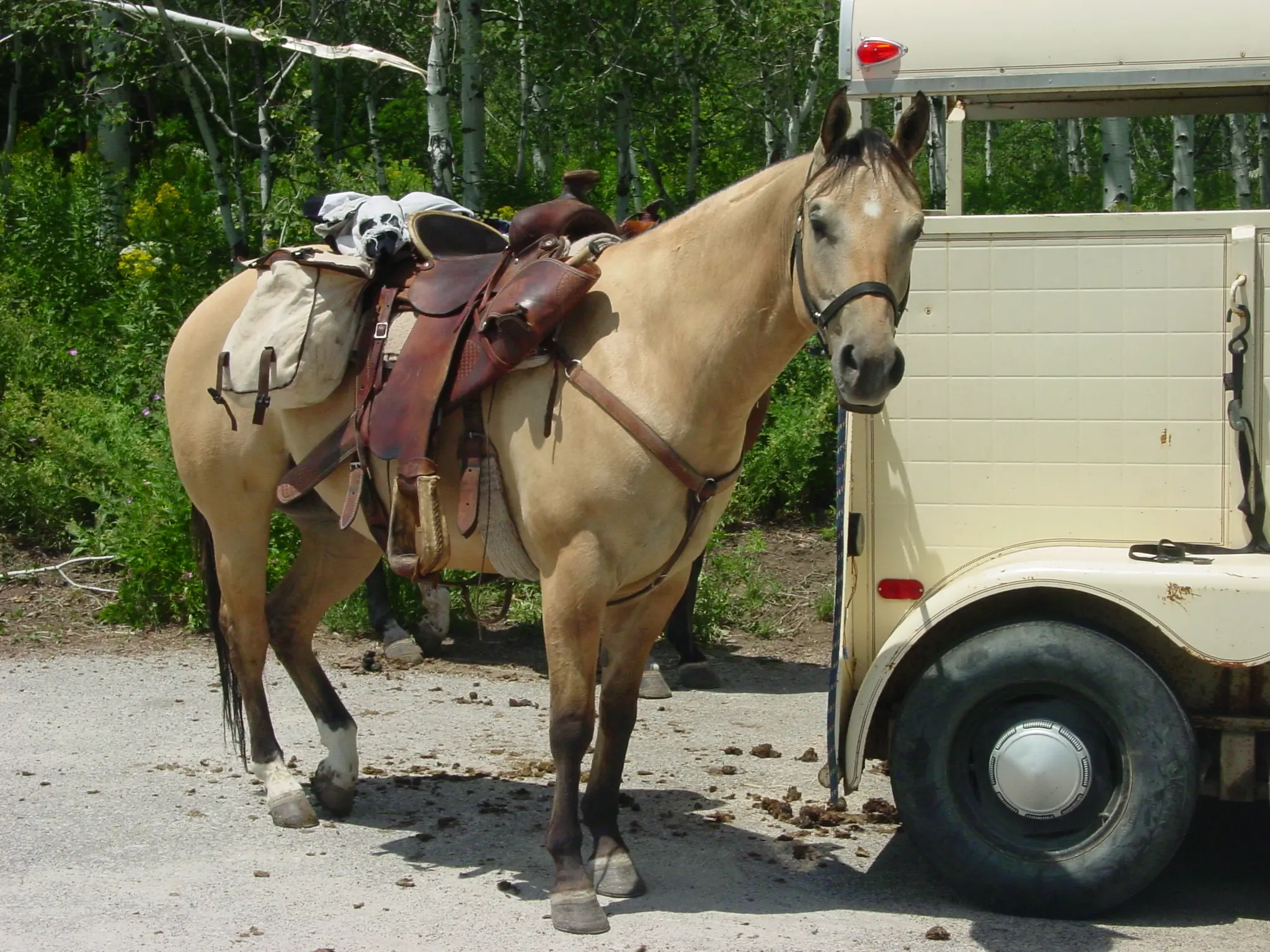 Yellow dun horse