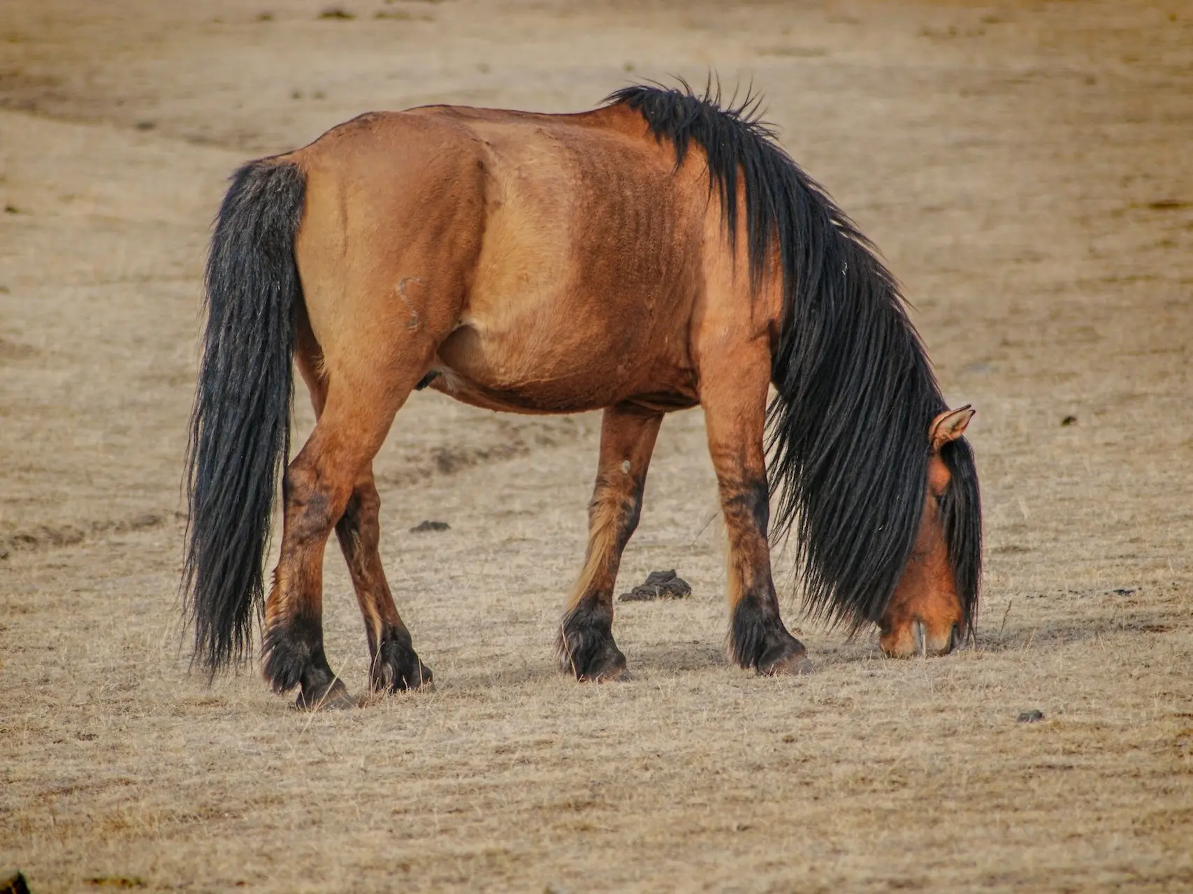 Yellow dun horse