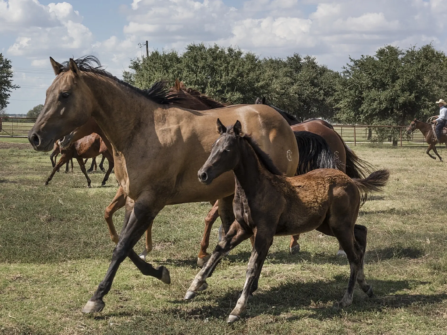 Yellow dun horse