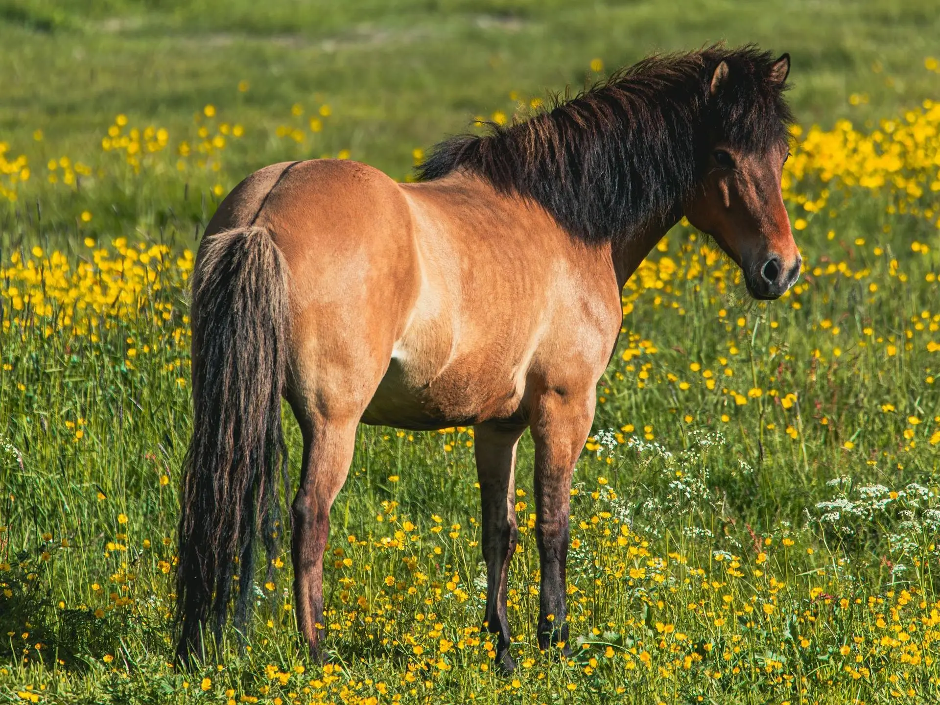 Seal dun horse