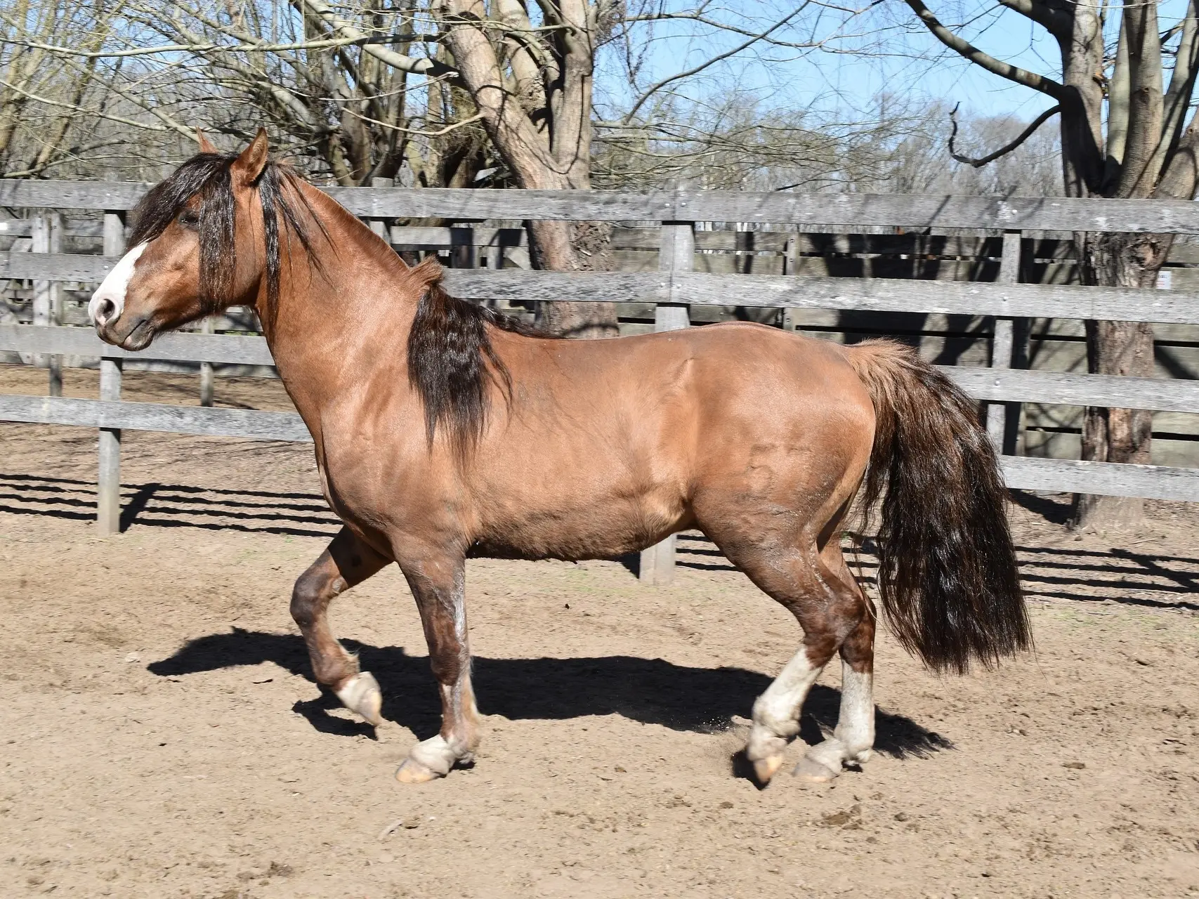 Yellow dun horse