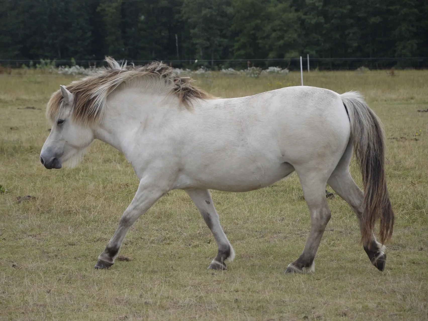 Yellow dun horse