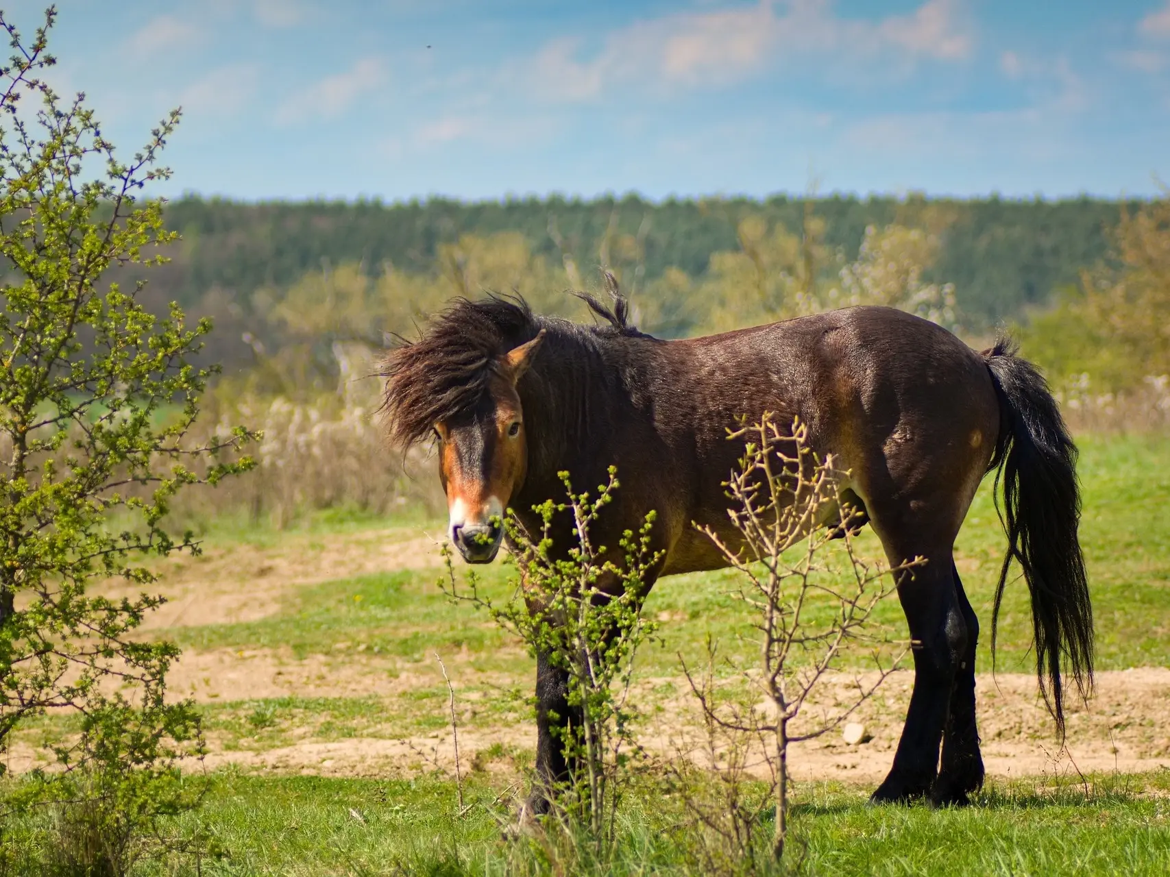 Seal dun horse