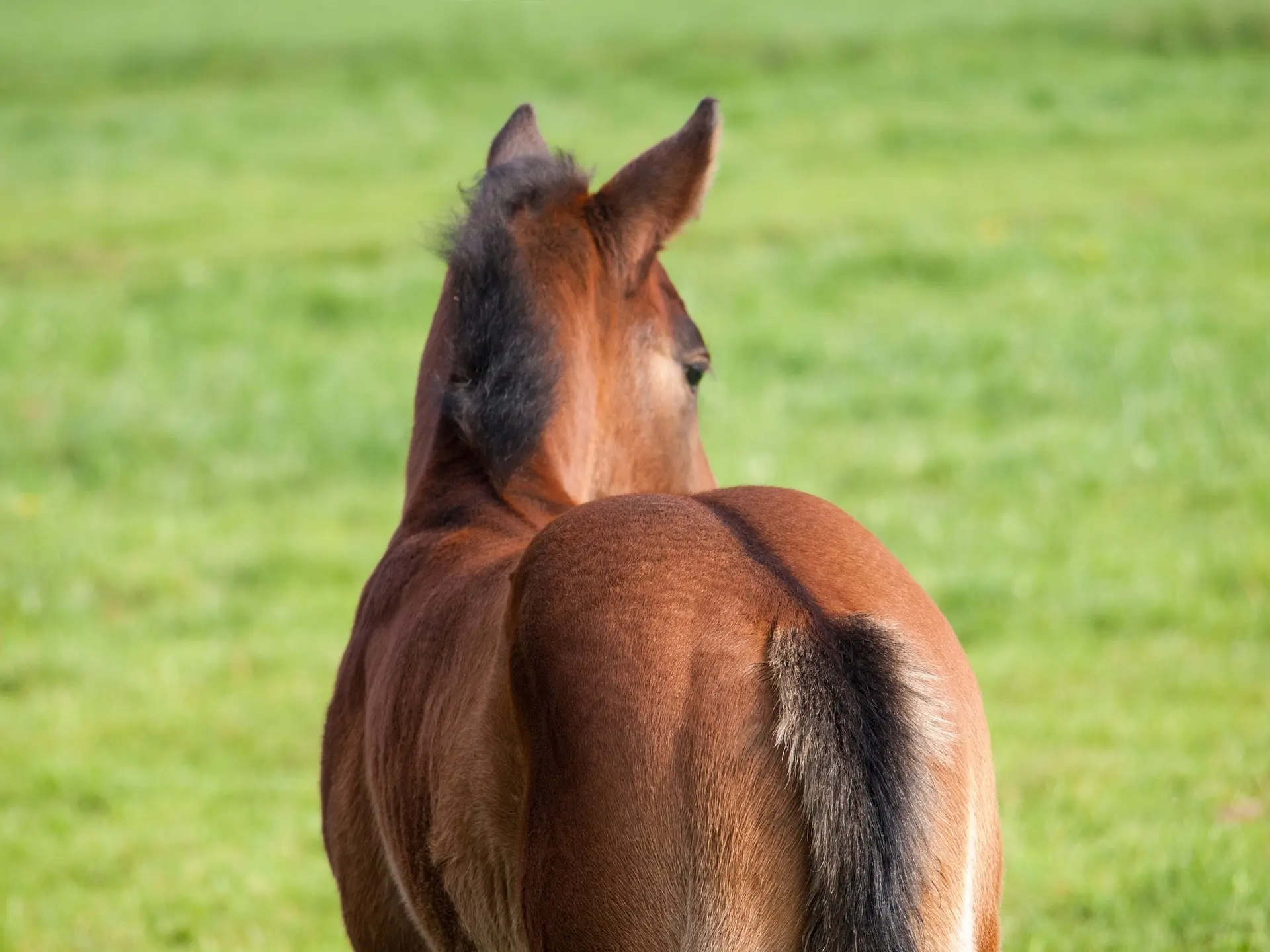 Yellow dun horse