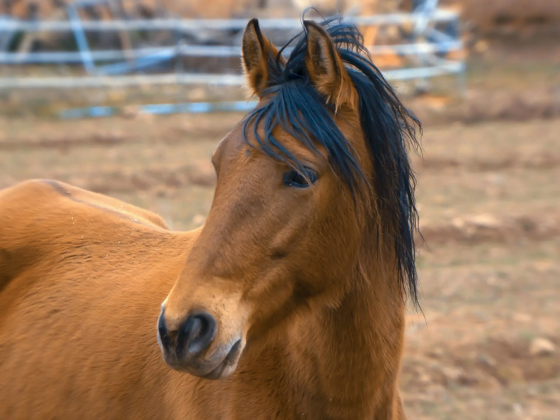 Yellow dun horse